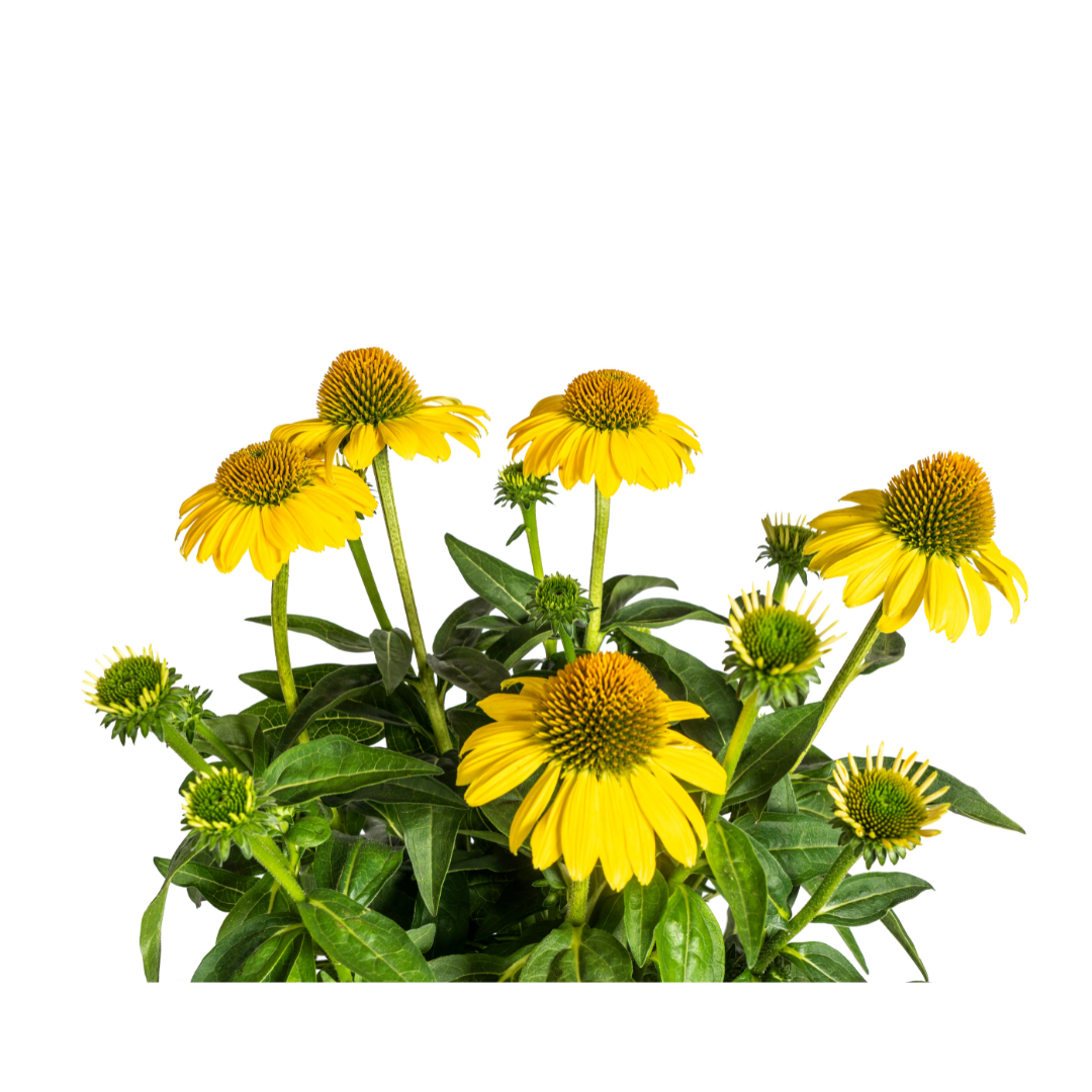 Echinacea Purpurea Yellow Ø19cm - ↕60 (49986)