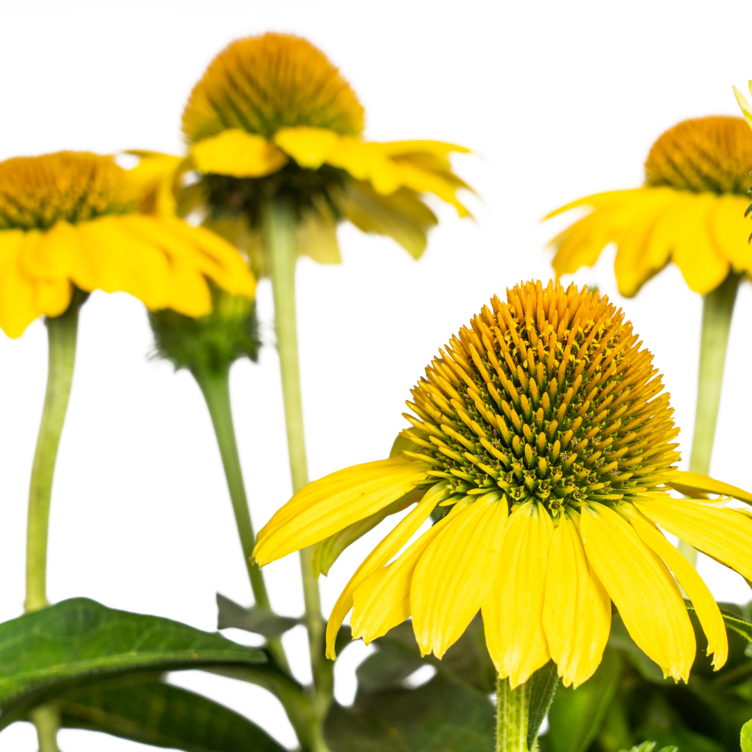 Echinacea Purpurea Yellow Ø19cm - ↕60 (49986)
