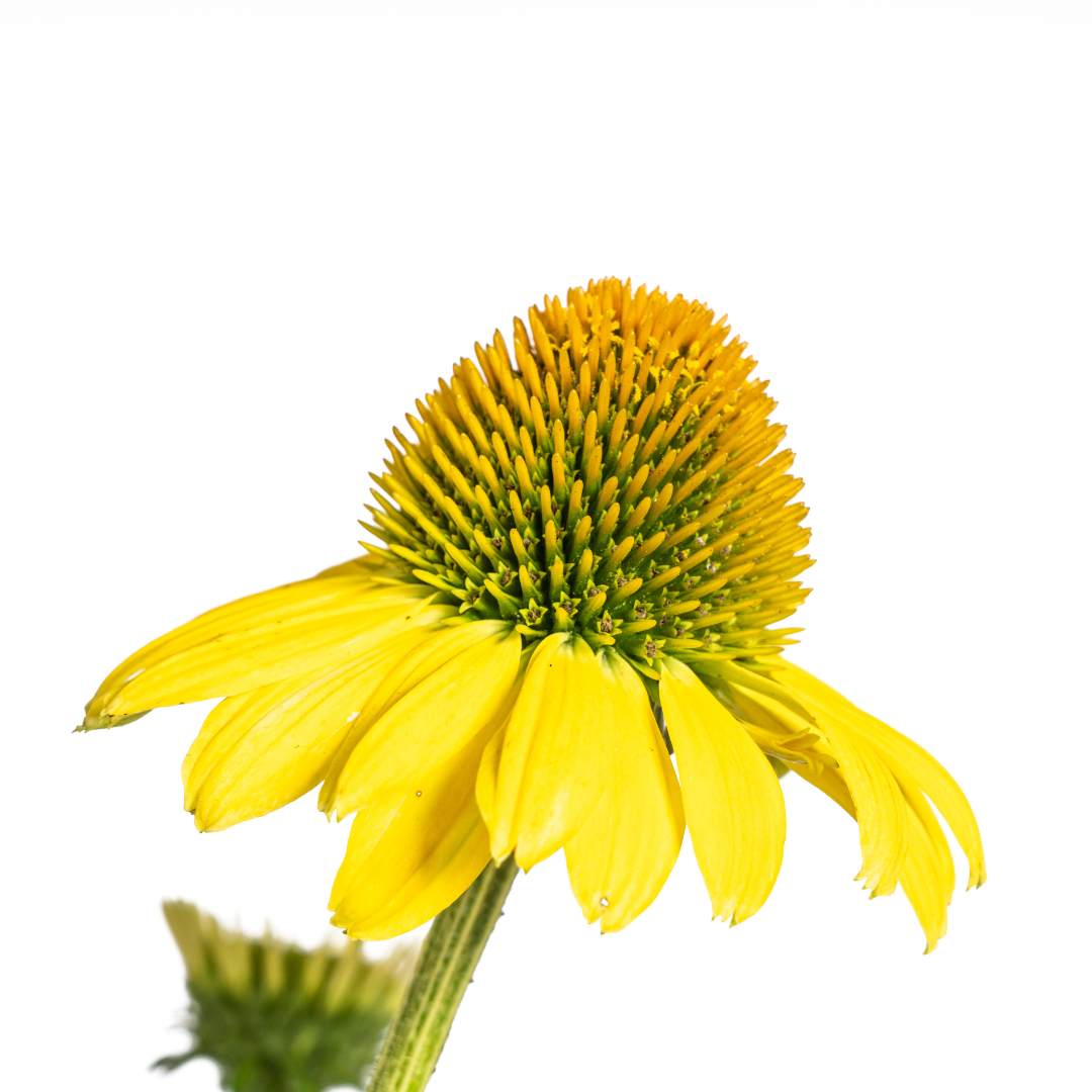 Echinacea Purpurea Yellow Ø19cm - ↕60 (49986)