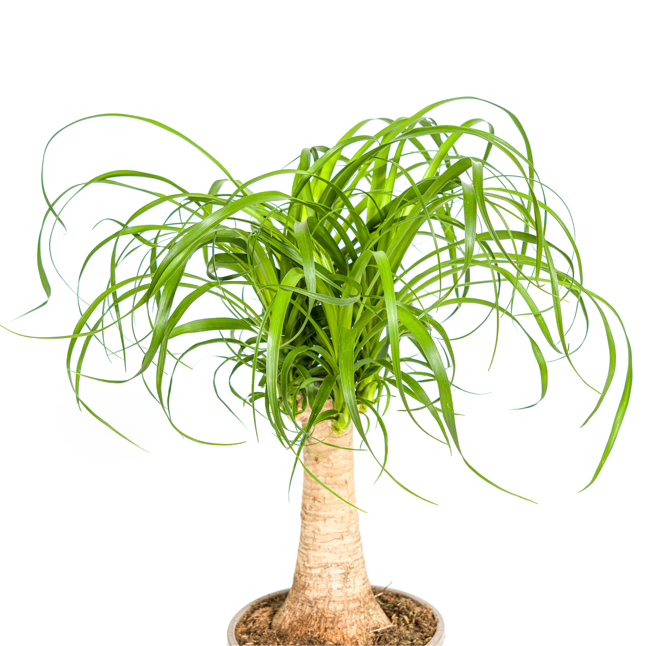 Beaucarnea Recurvata Stam Ø17cm - ↕40 (4250308312619)
