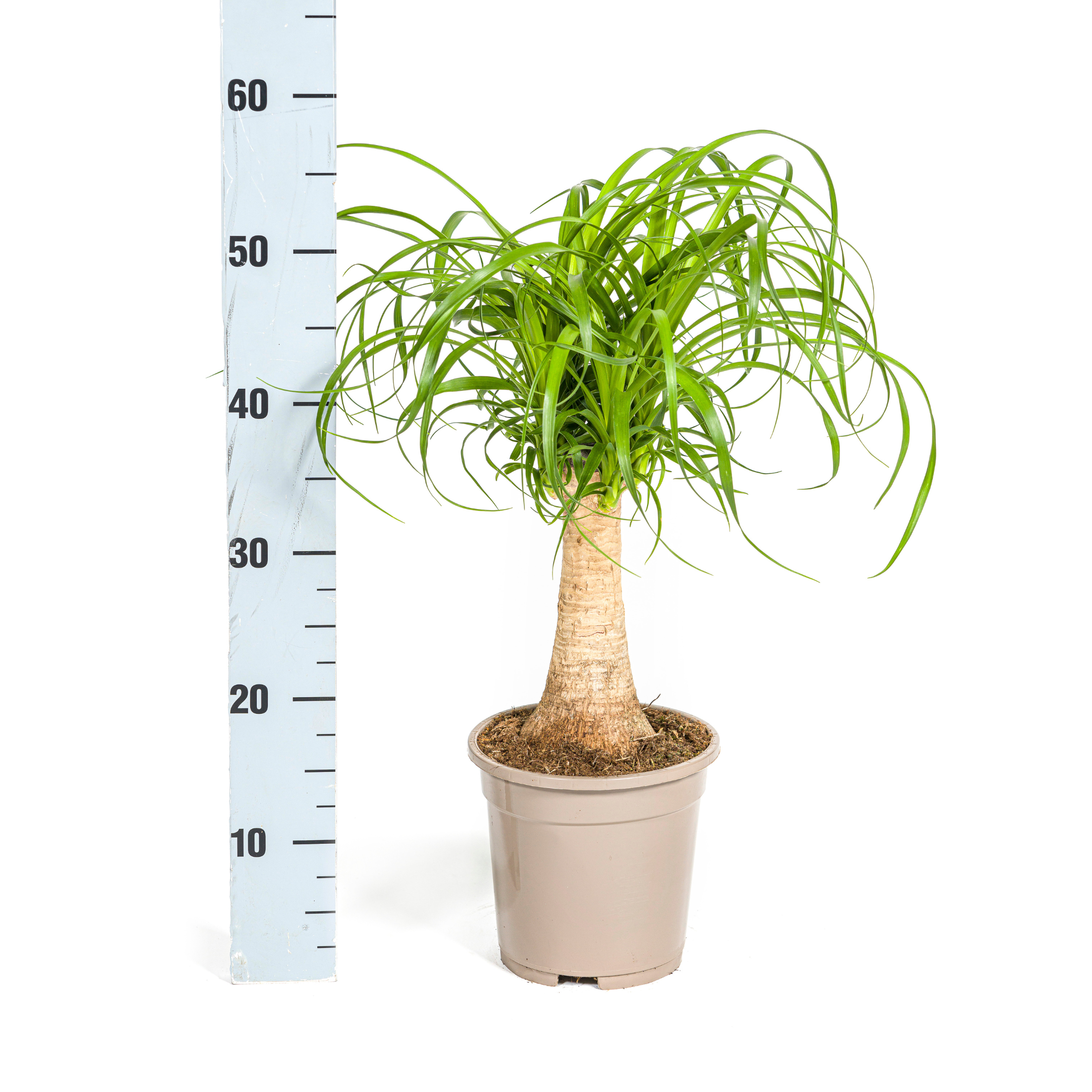 Beaucarnea Recurvata Stam Ø17cm - ↕40 (4250308312619)