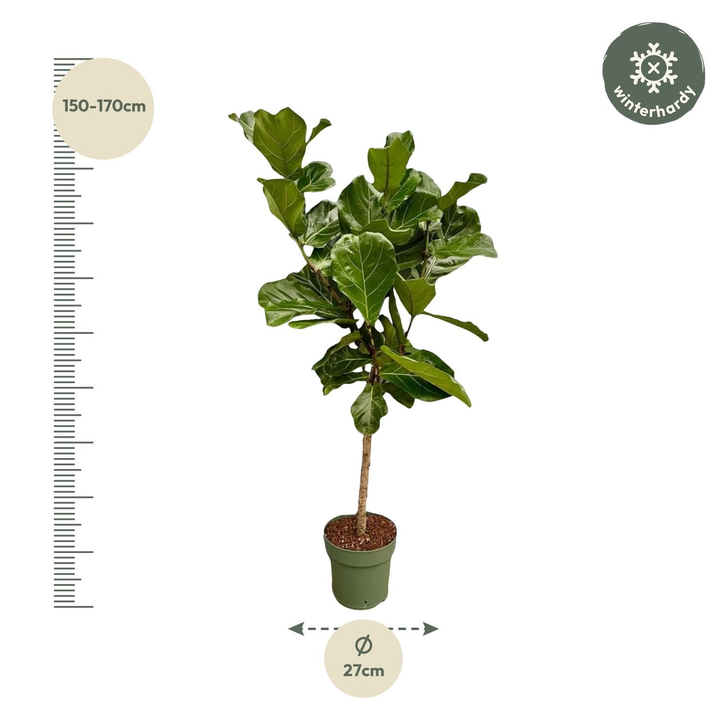 Ficus Lyrata stam - 150 cm - Ø27 (8721055697206)