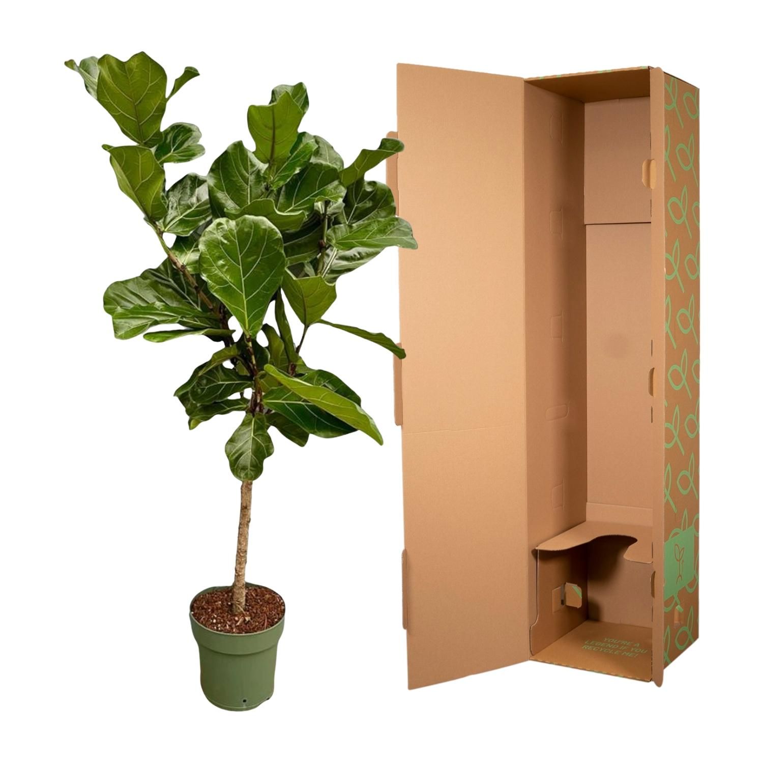 Ficus Lyrata stam - 150 cm - Ø27 (8721055697206)