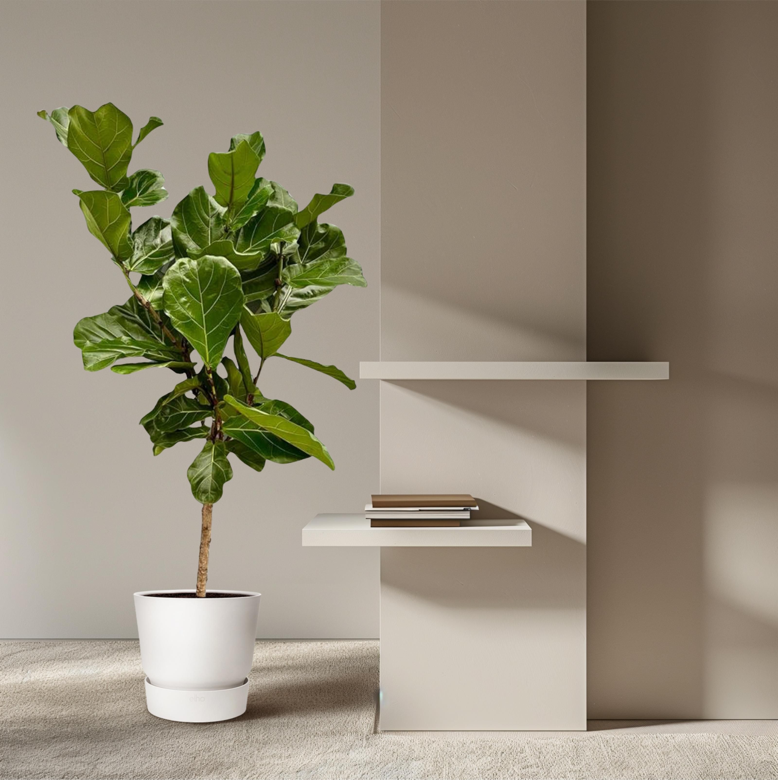 Ficus Lyrata stam - 150 cm - Ø27 (8721055697206)