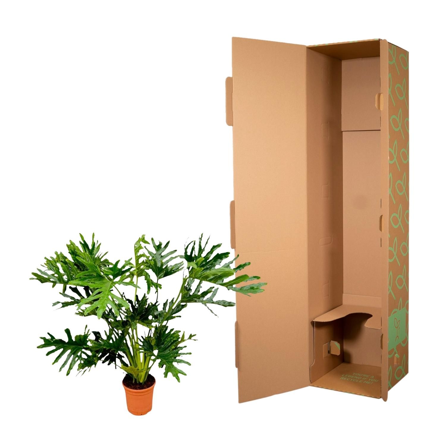 Philodendron Selloum - 100 cm - Ø24 (8721055697275)