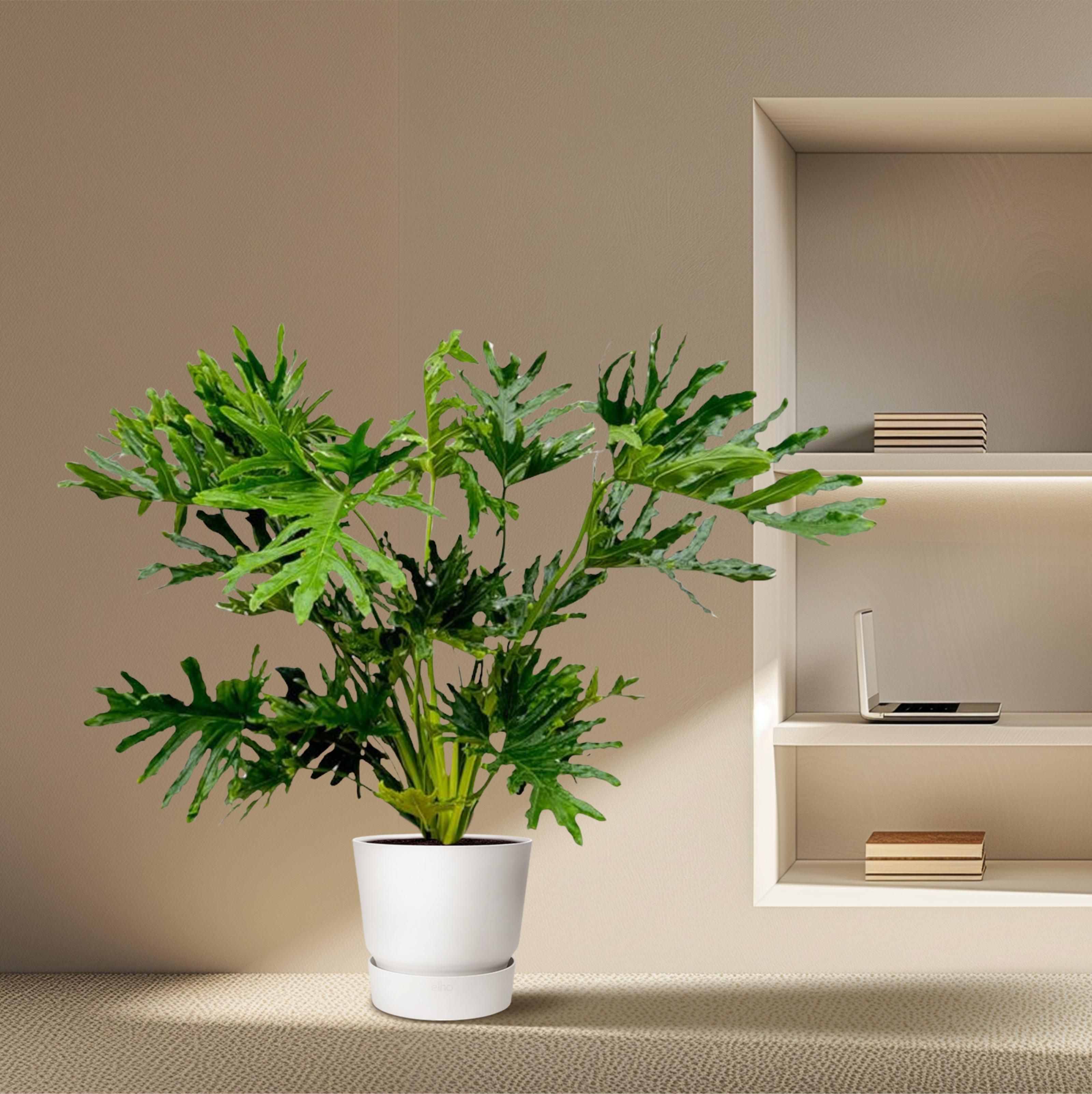 Philodendron Selloum - 100 cm - Ø24 (8721055697275)
