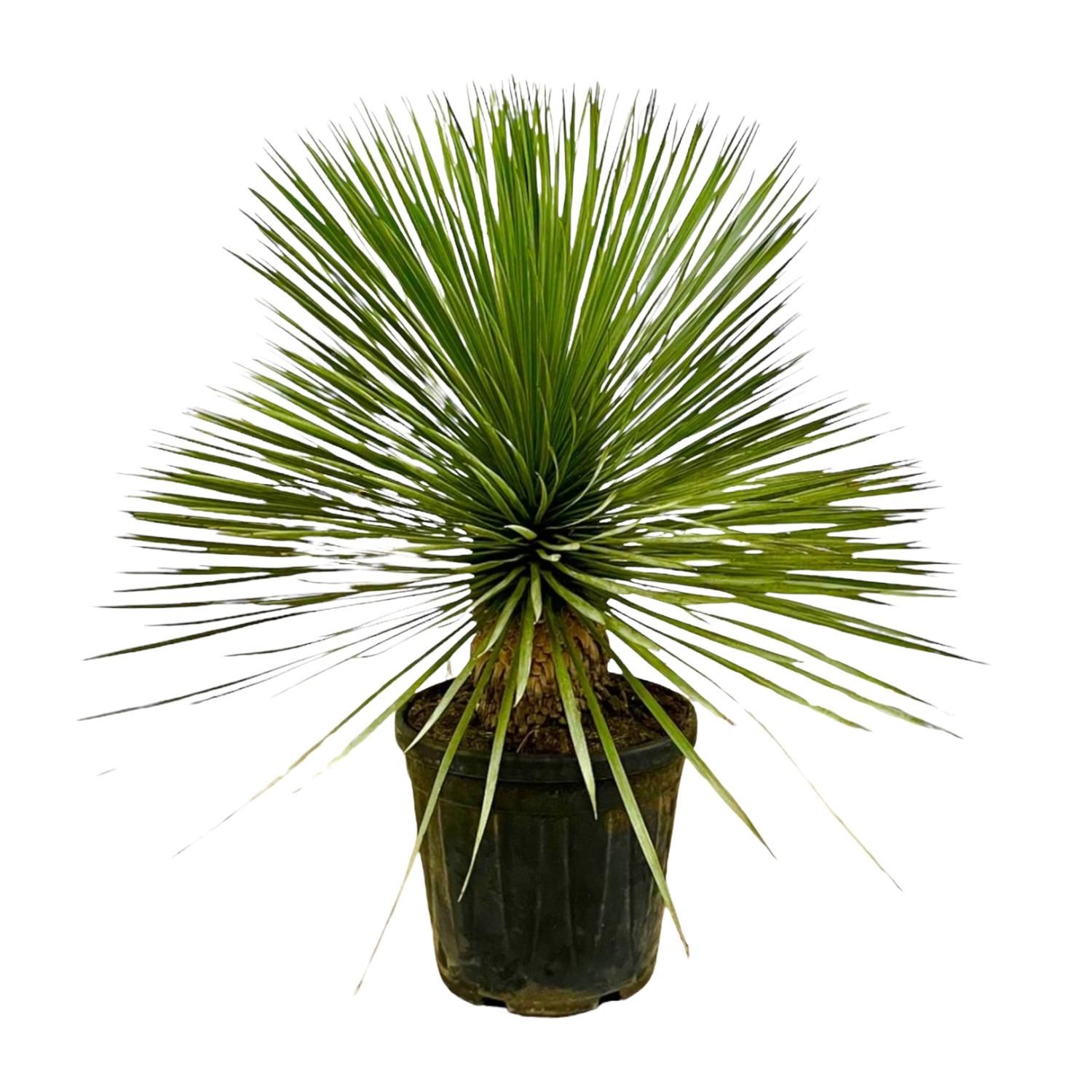 Yucca Rostrata op stam - 70 cm - Ø27 (8721055697237)