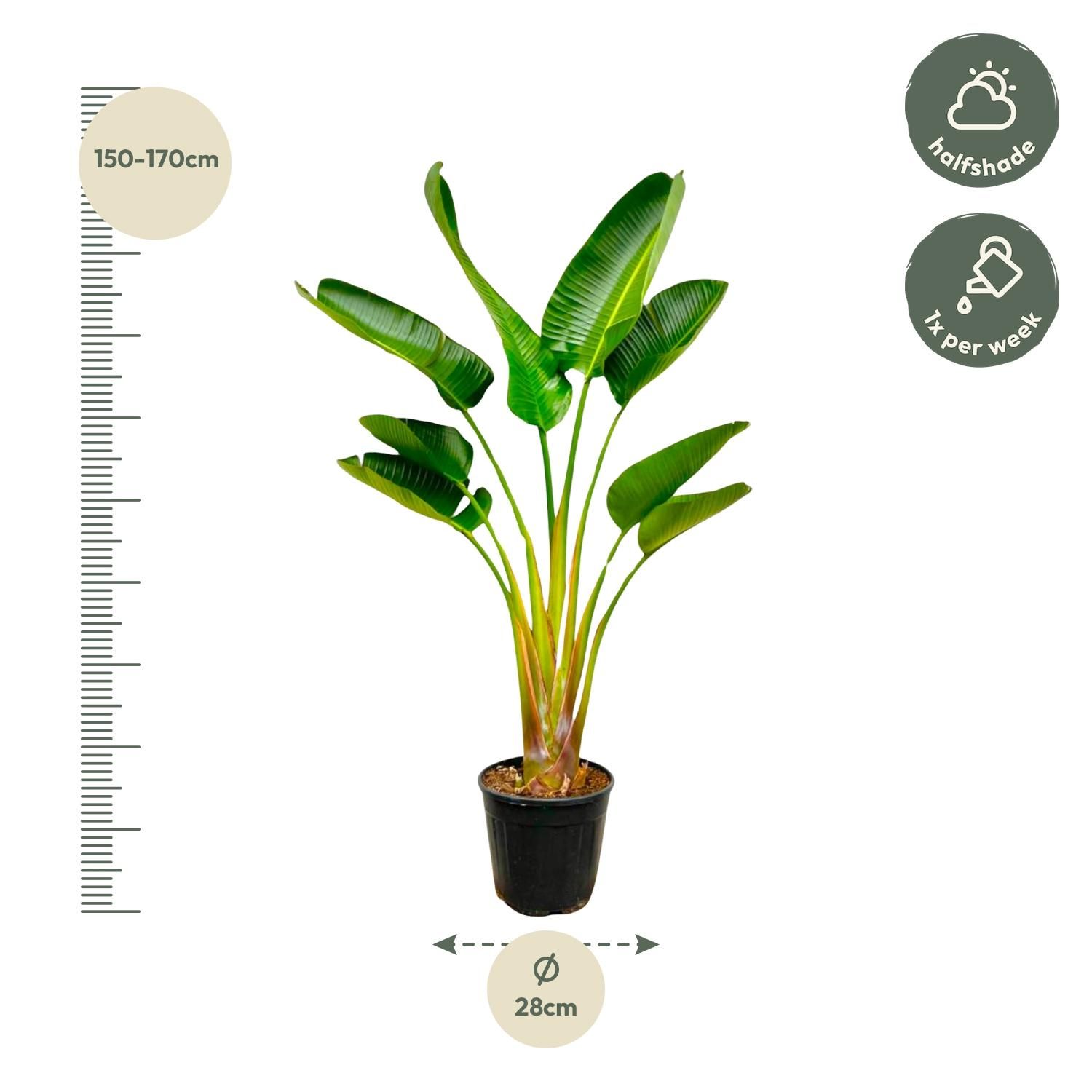 Strelitzia Augusta - 160 cm - Ø21-24cm (8721055697299)
