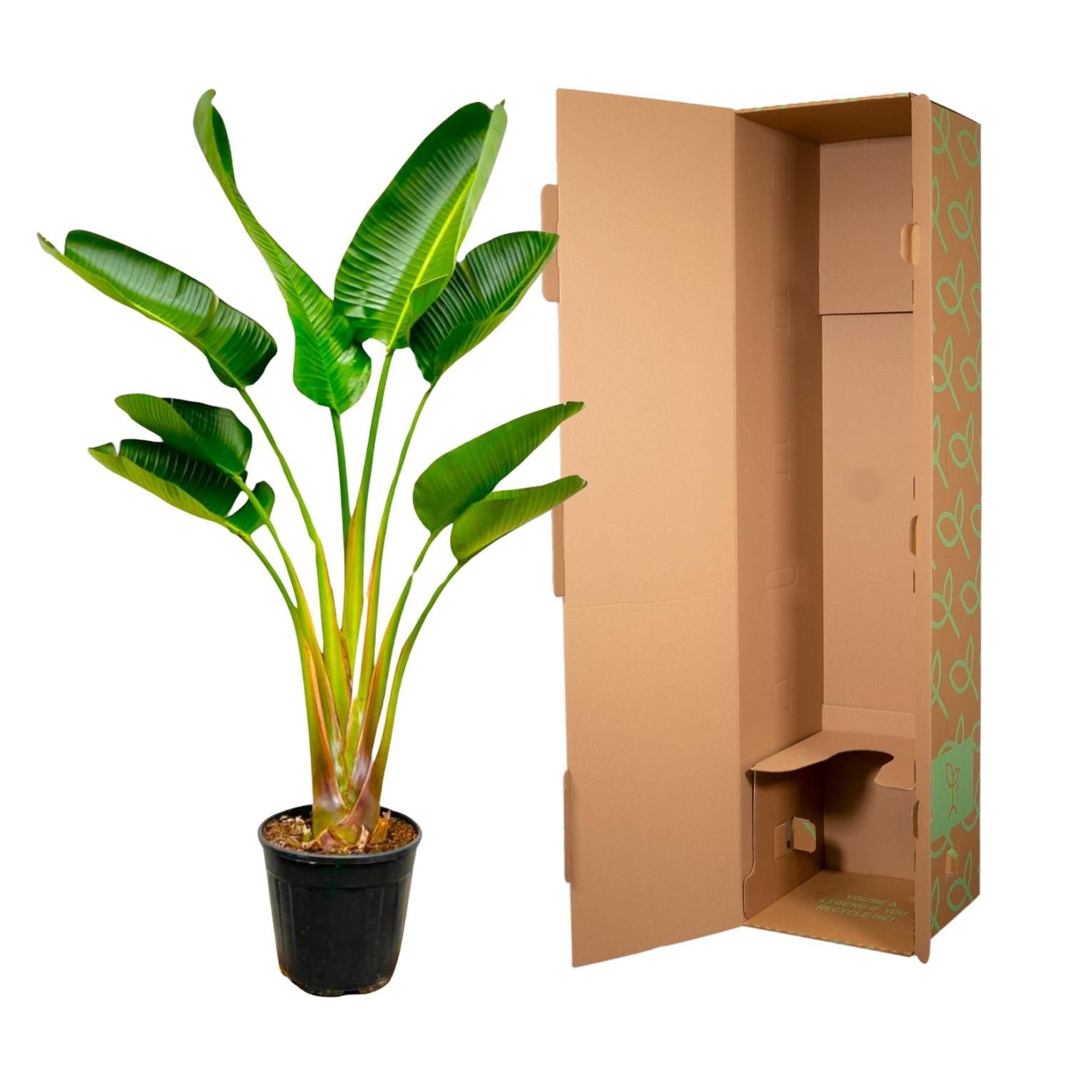 Strelitzia Augusta - 160 cm - Ø21-24cm (8721055697299)