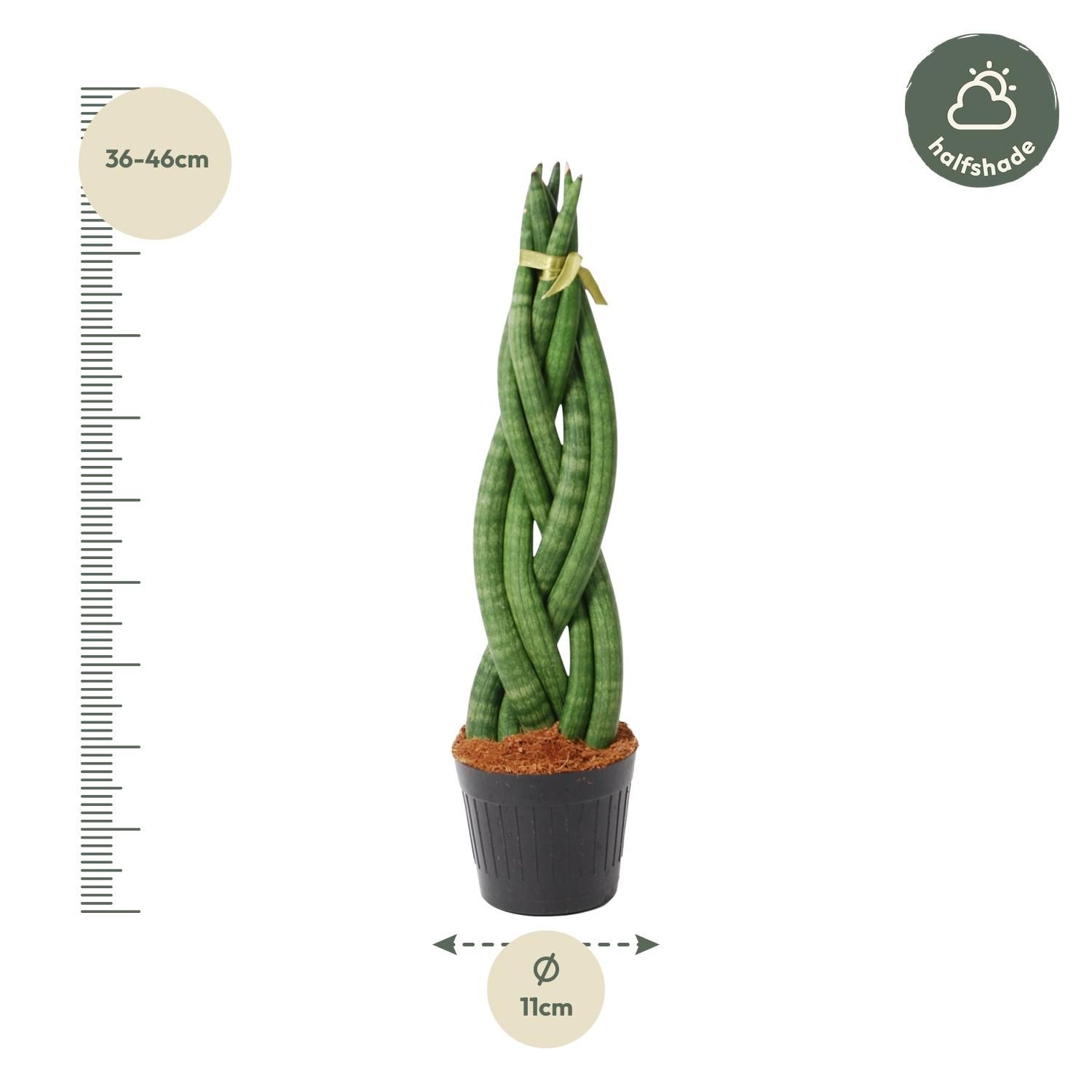 Sansevieria cylindrica 'Twist' - 40 cm - ø10,5 (8721081685093)