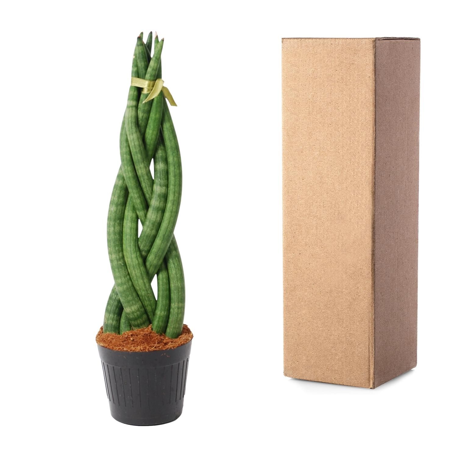 Sansevieria cylindrica 'Twist' - 40 cm - ø10,5 (8721081685093)