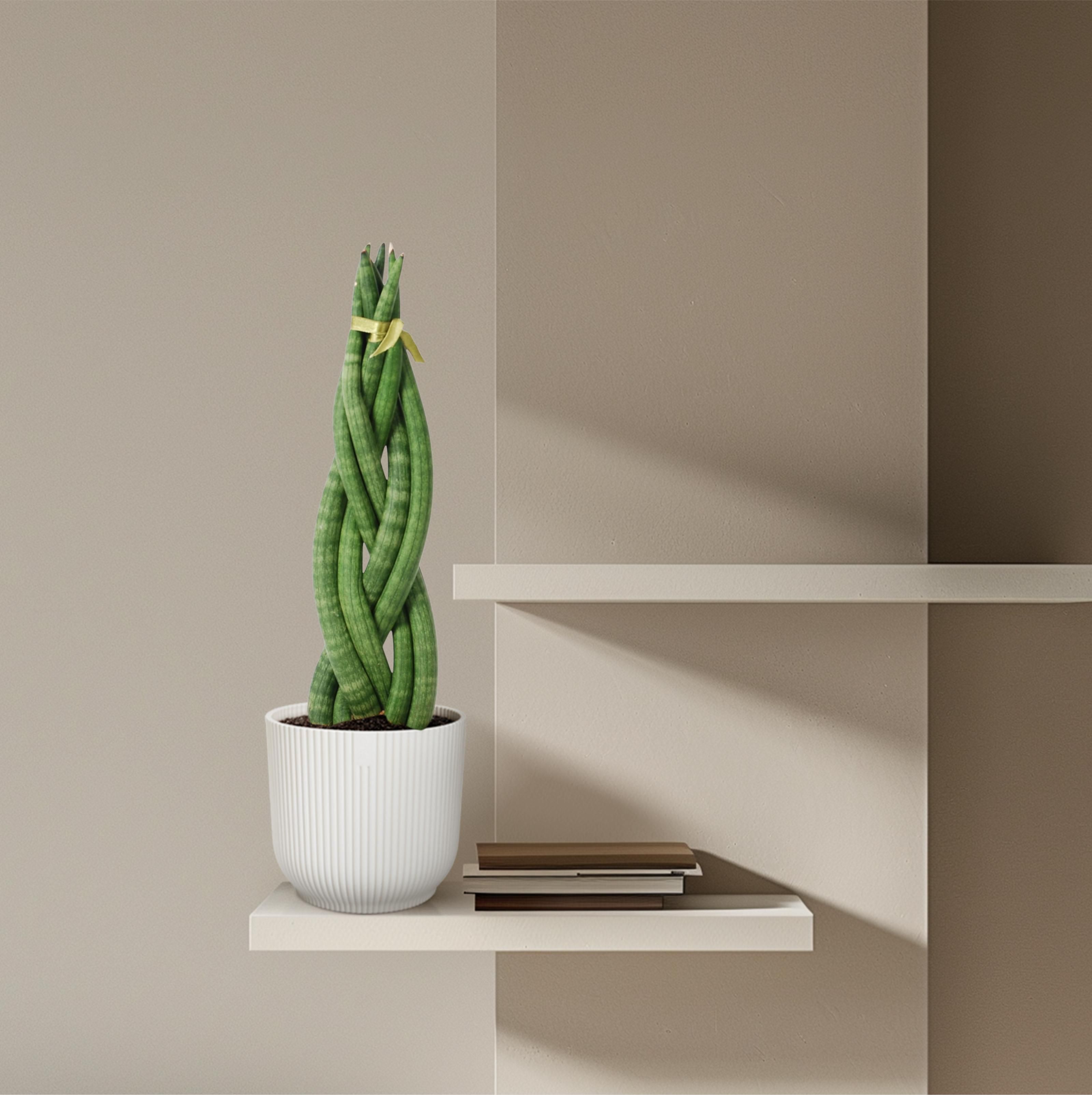 Sansevieria cylindrica 'Twist' - 40 cm - ø10,5 (8721081685093)