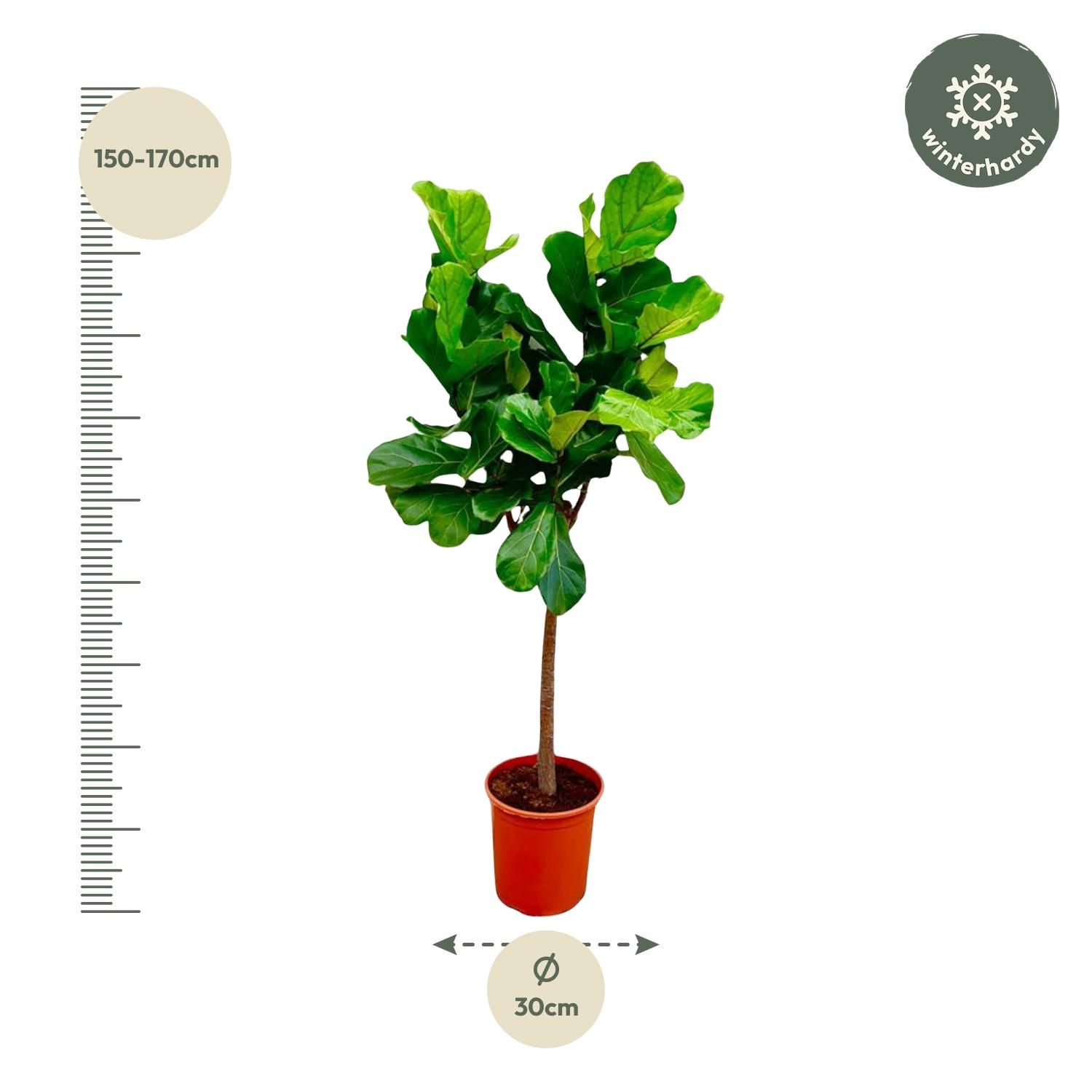 Ficus Lyrata boom - 150 cm - ø30 (8721055691860)