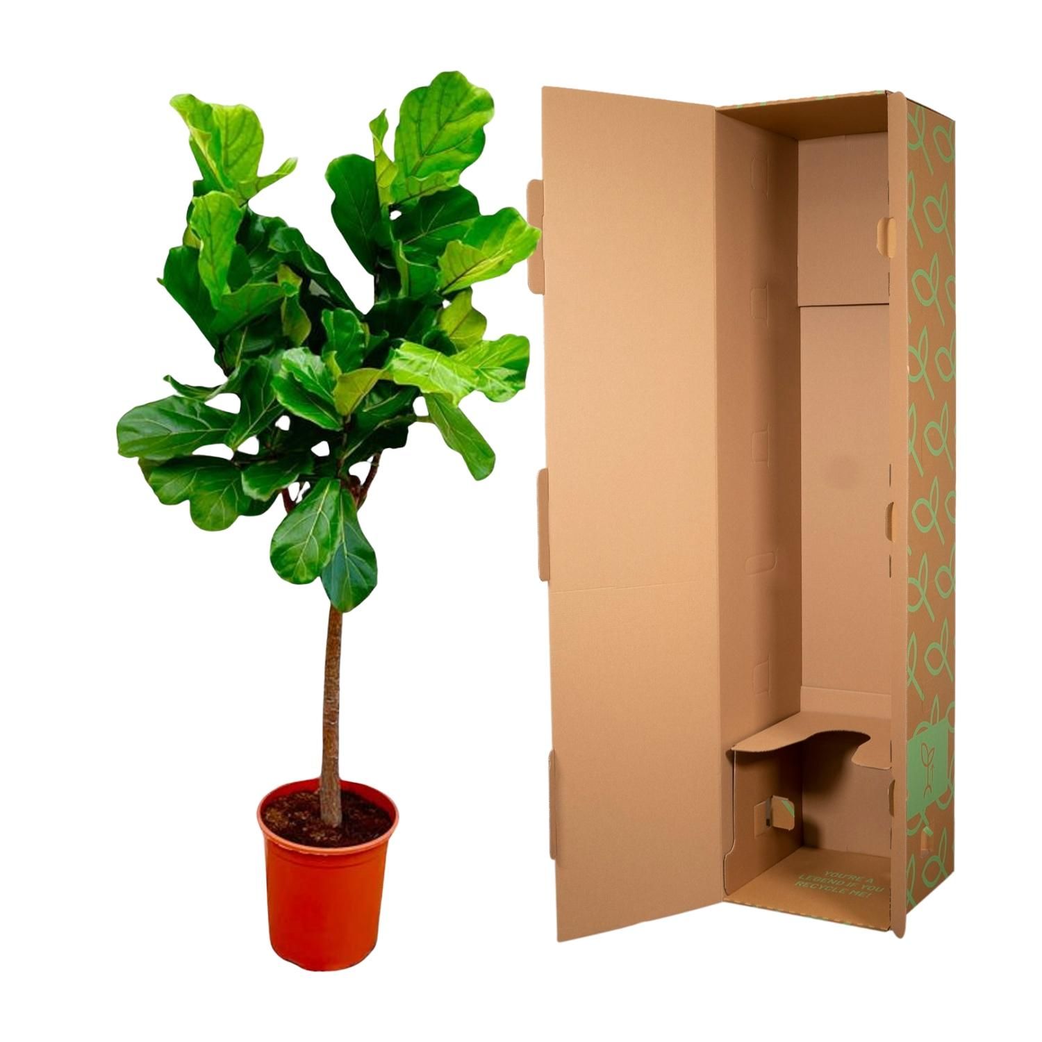 Ficus Lyrata boom - 150 cm - ø30 (8721055691860)