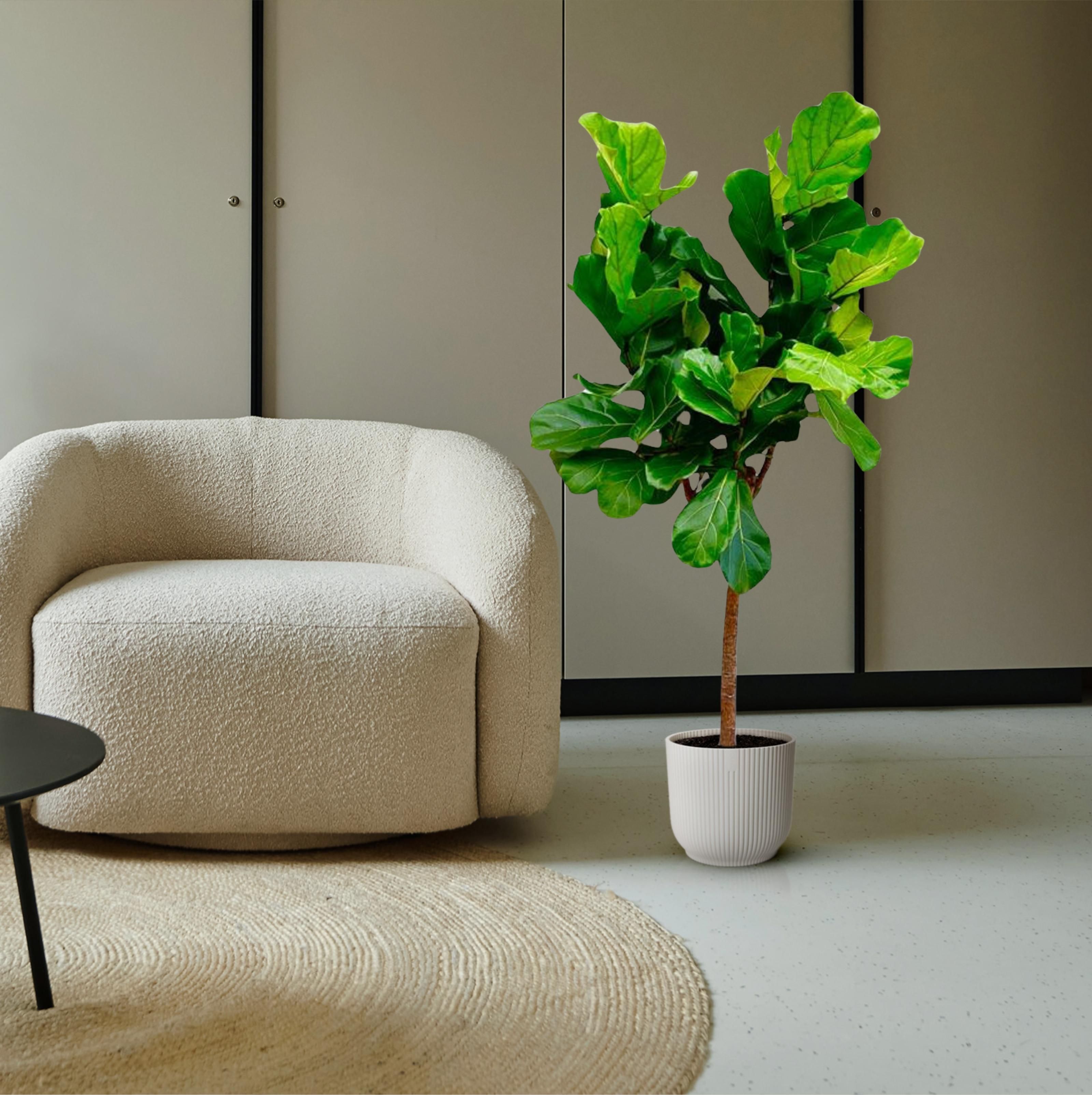 Ficus Lyrata boom - 150 cm - ø30 (8721055691860)