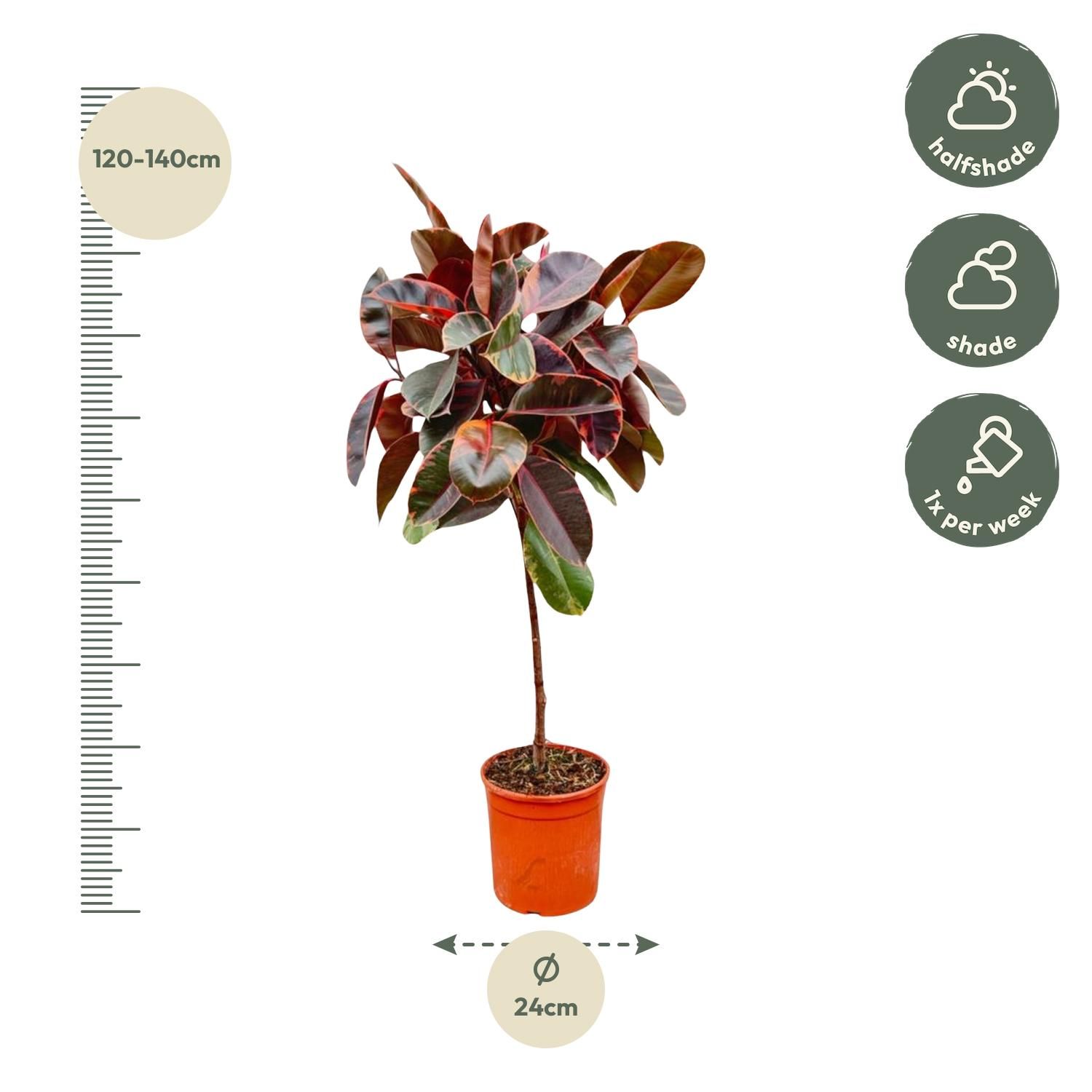 Ficus Elastica Belize op stam - 130 cm - ø24 (8721055691853)