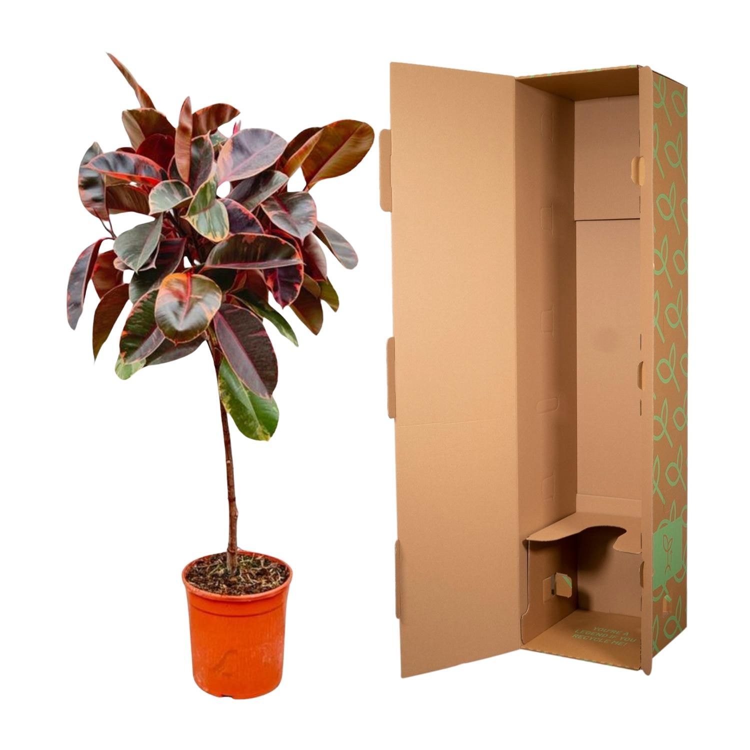 Ficus Elastica Belize op stam - 130 cm - ø24 (8721055691853)