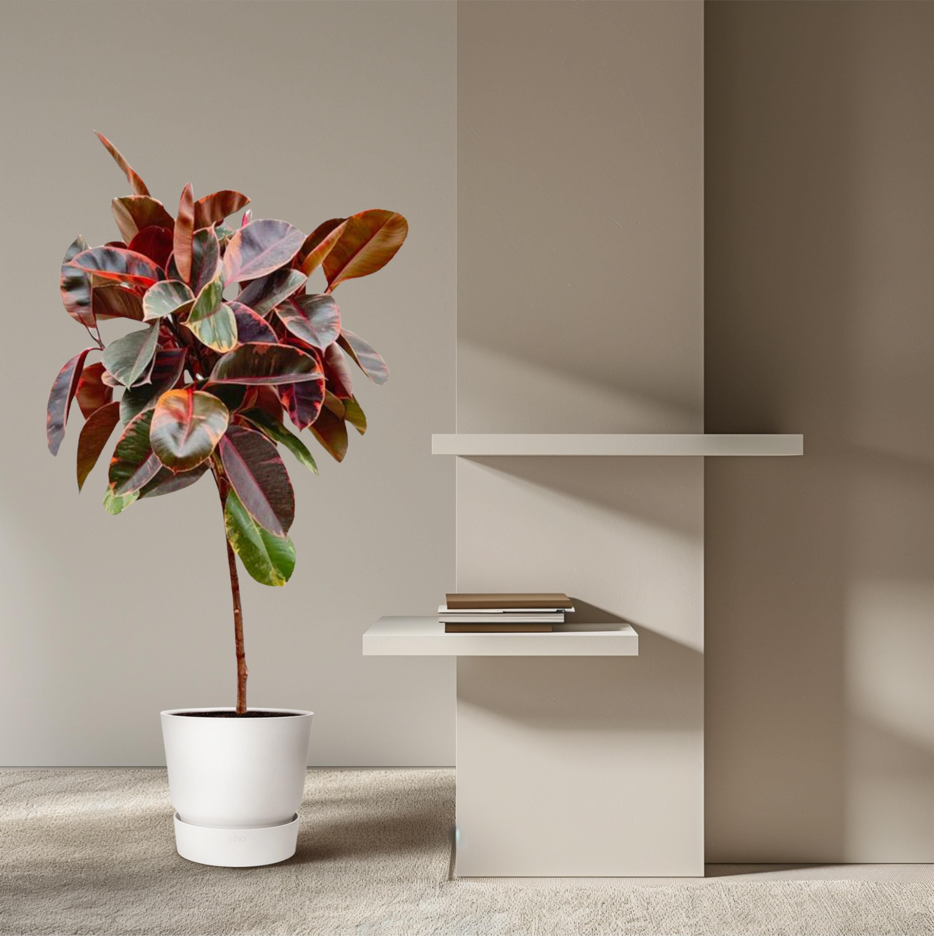 Ficus Elastica Belize op stam - 130 cm - ø24 (8721055691853)