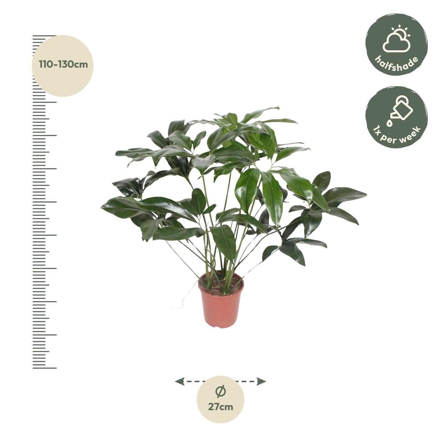 Philodendron Green Wonder - 120 cm - ø24 (8721055691150)