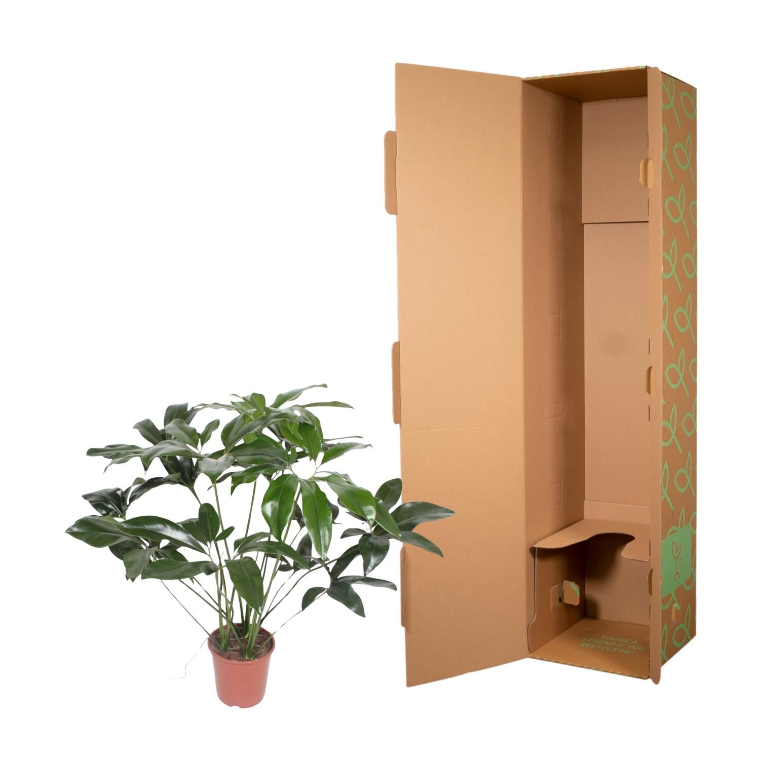Philodendron Green Wonder - 120 cm - ø24 (8721055691150)