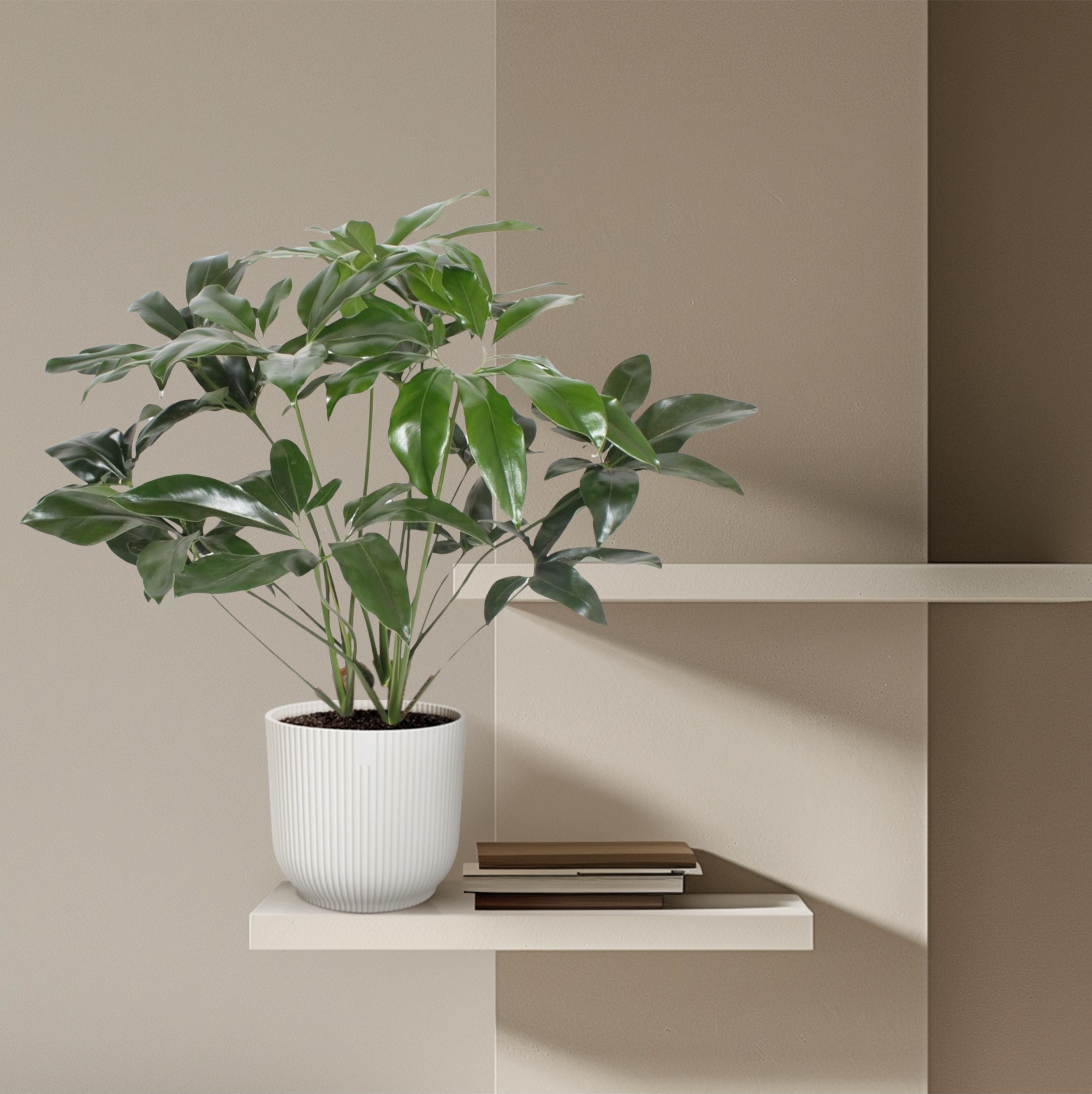 Philodendron Green Wonder - 120 cm - ø24 (8721055691150)