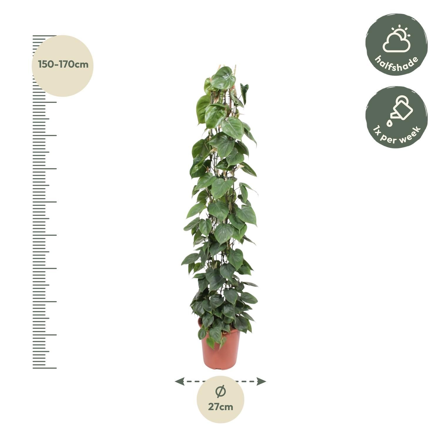 Philodendron Scandens gaasrek - 160 cm - ø27 (8721055691228)