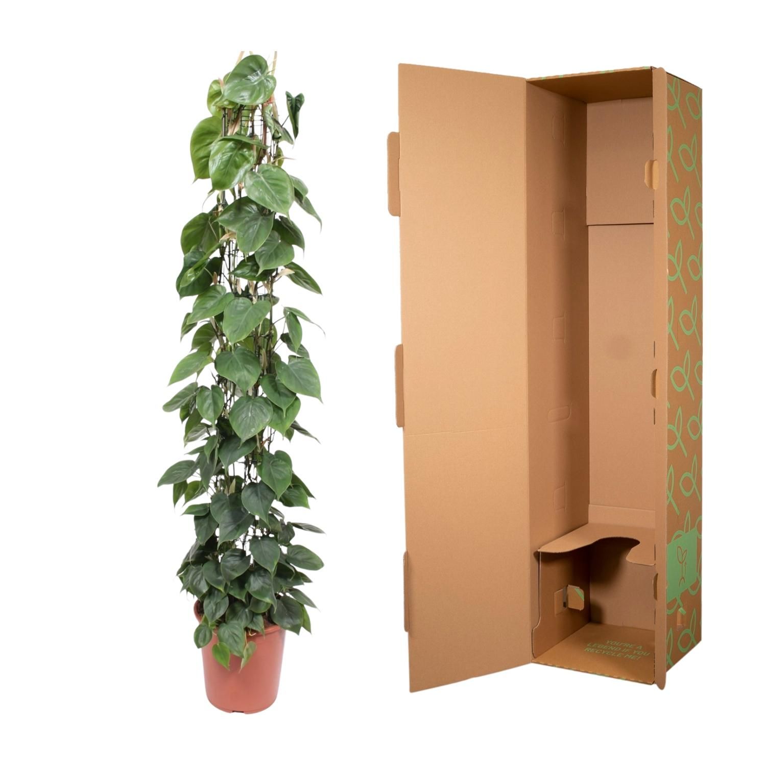 Philodendron Scandens gaasrek - 160 cm - ø27 (8721055691228)