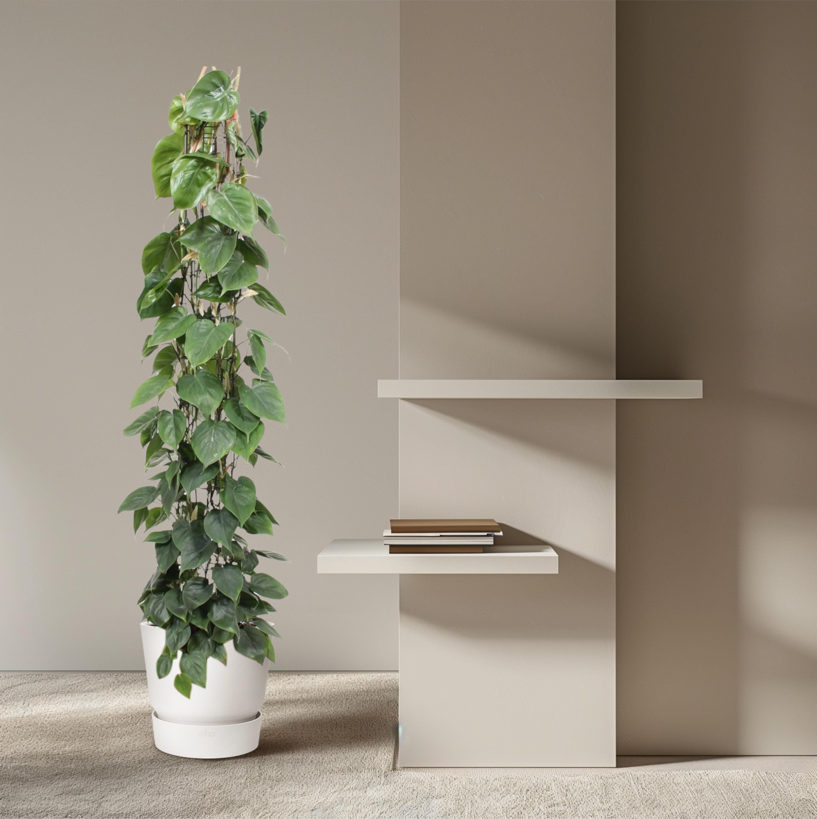 Philodendron Scandens gaasrek - 160 cm - ø27 (8721055691228)