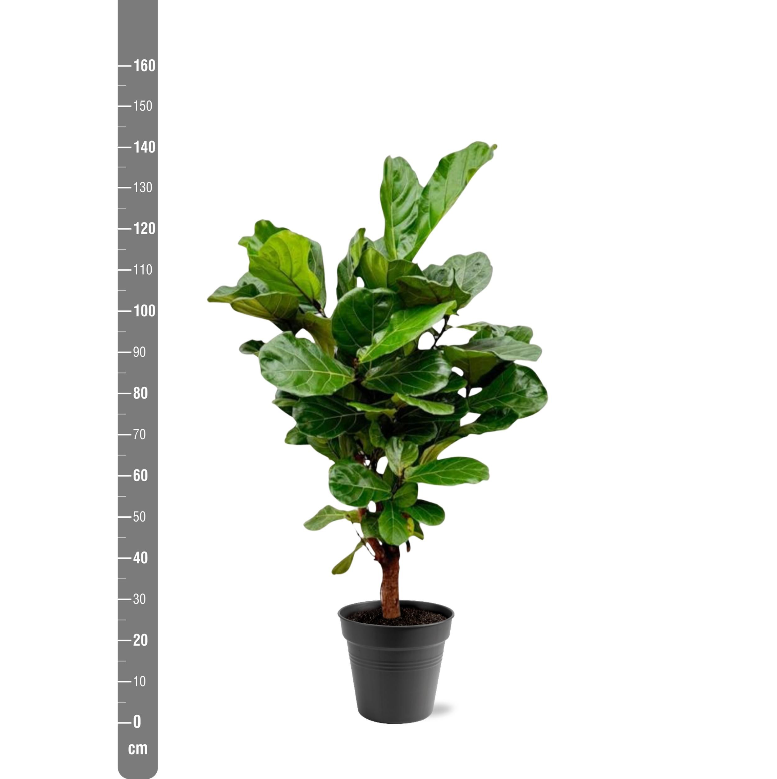 Ficus Lyrata vertakt - 140-160cm - ø 27-30cm (8721055691983)