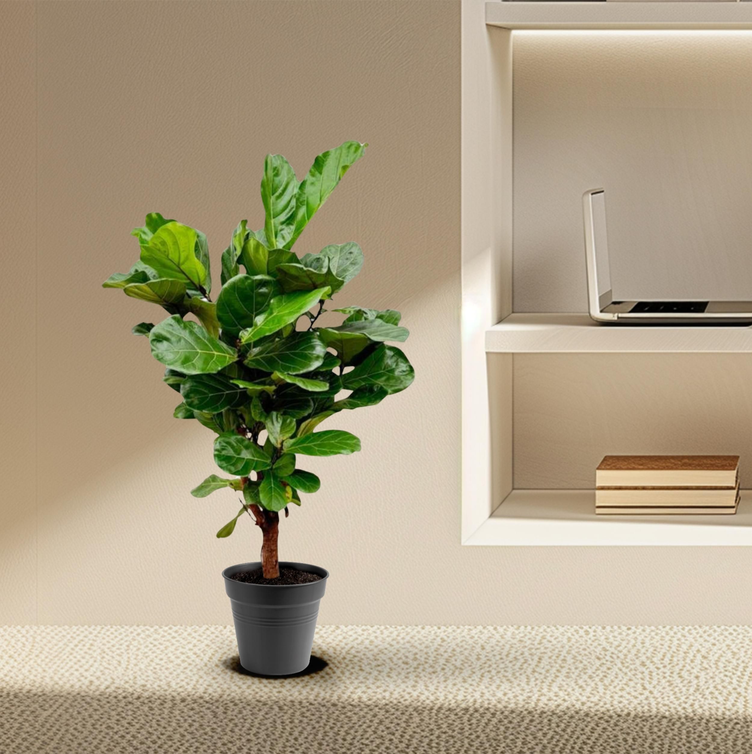 Ficus Lyrata vertakt - 140-160cm - ø 27-30cm (8721055691983)