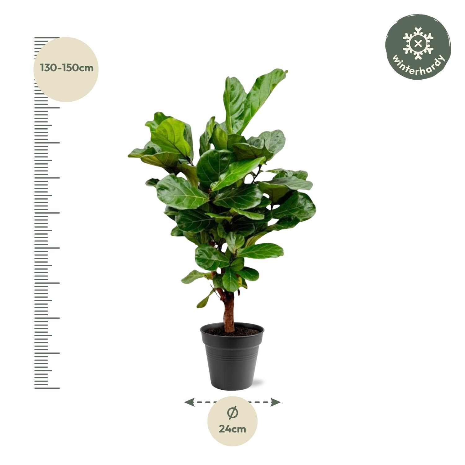 Ficus Lyrata vertakt - 140-160cm - ø 27-30cm (8721055691983)