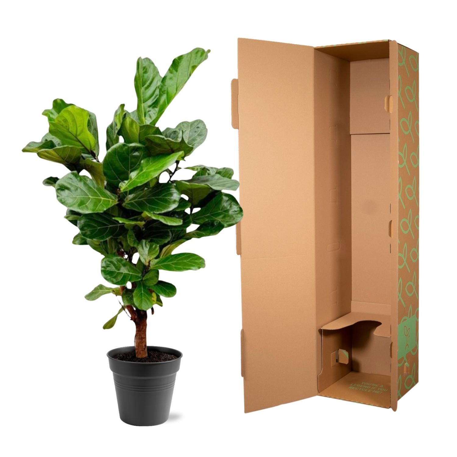 Ficus Lyrata vertakt - 140-160cm - ø 27-30cm (8721055691983)