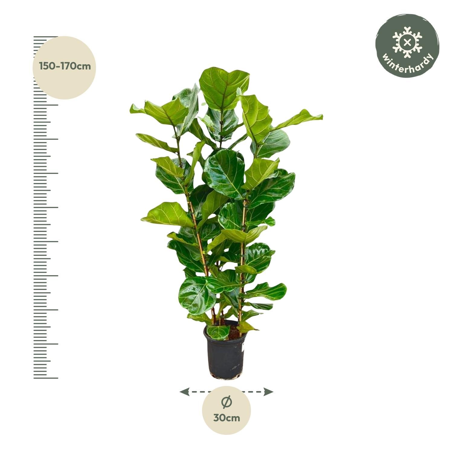 Ficus Lyrata struik - 155 cm - Ø27 (8721055697190)