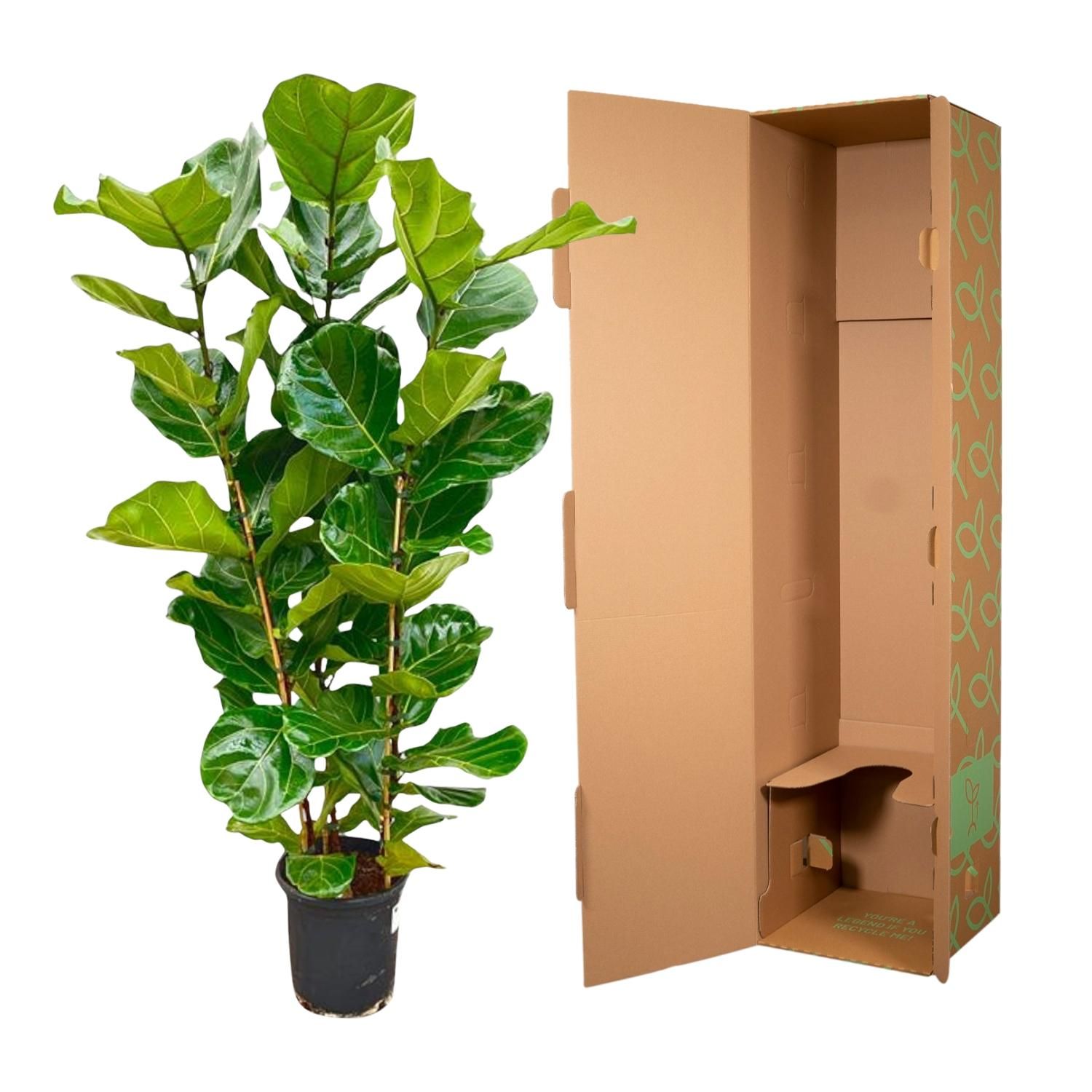 Ficus Lyrata struik - 155 cm - Ø27 (8721055697190)