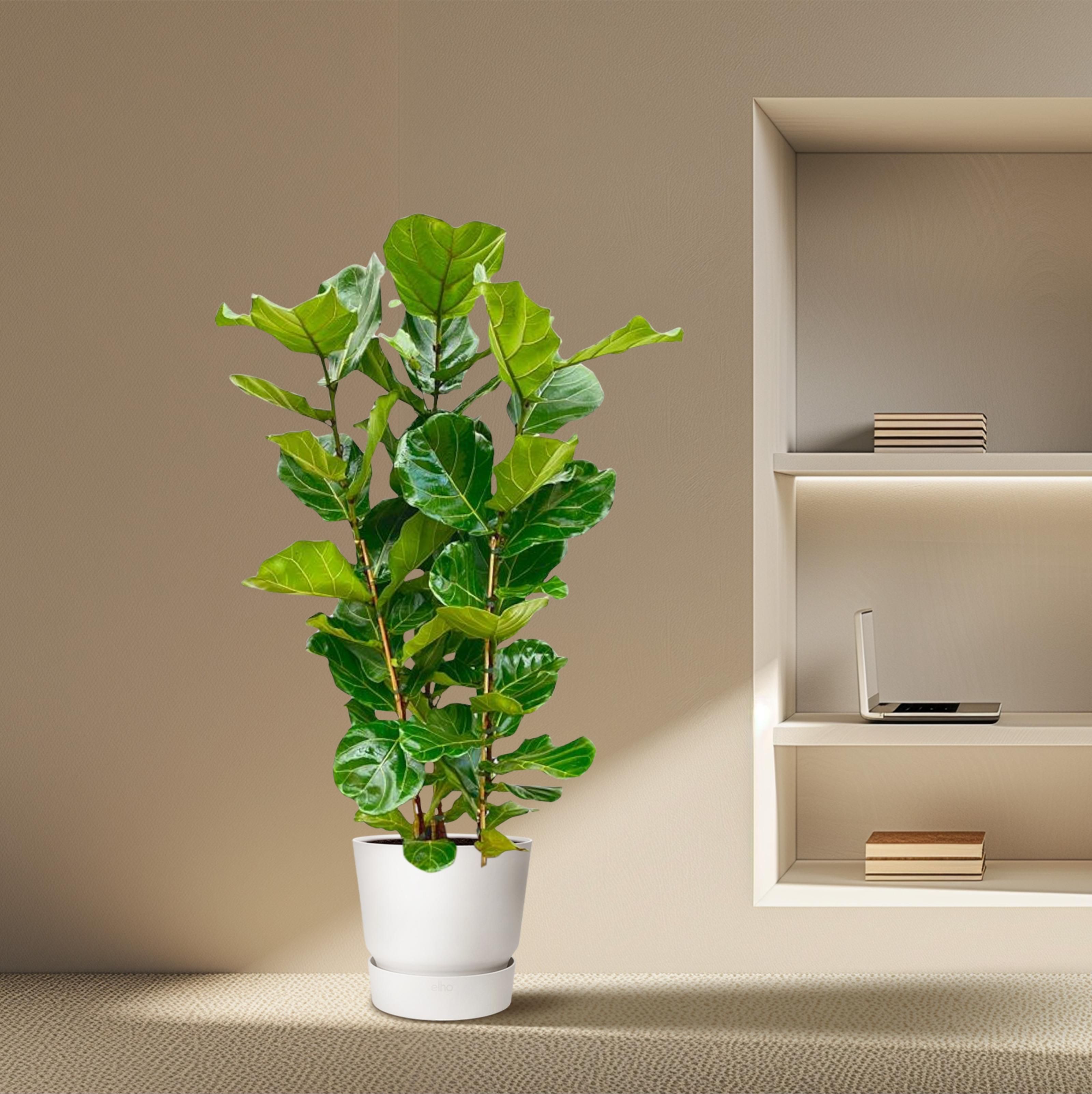 Ficus Lyrata struik - 155 cm - Ø27 (8721055697190)