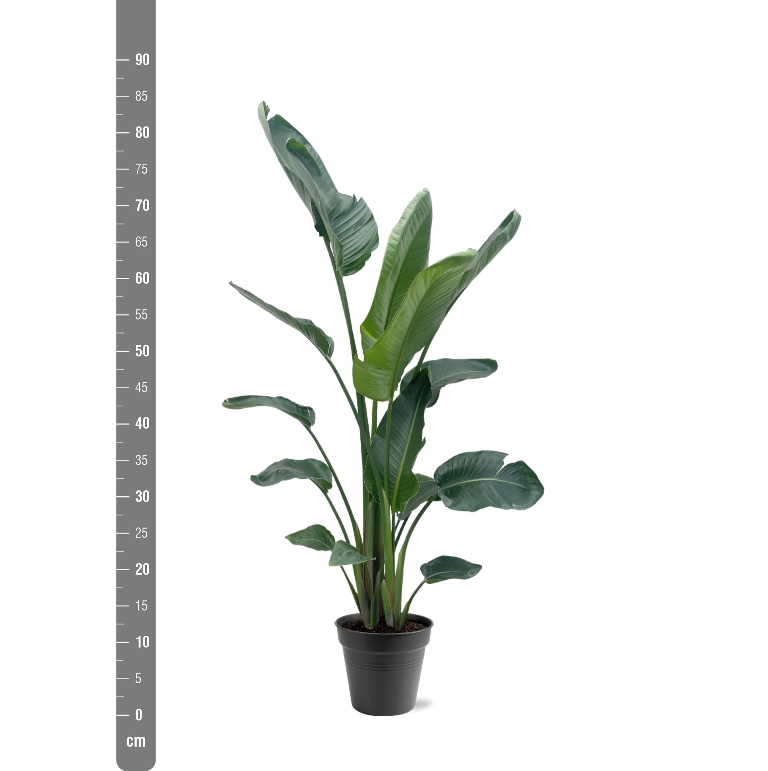 Strelitzia Nicolai XXL - 190 - 225 cm - ø27-ø30 (8721055694120)