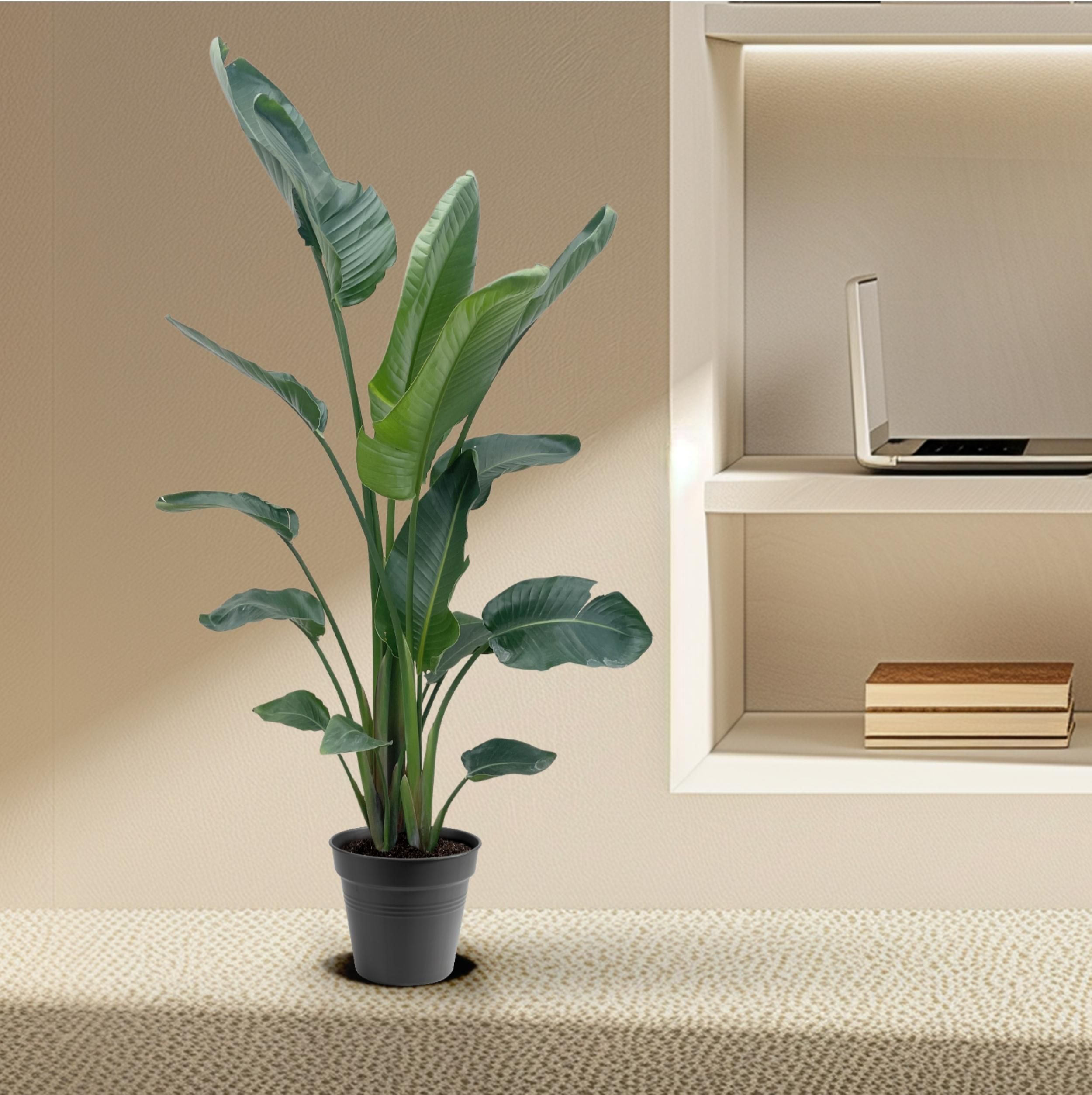 Strelitzia Nicolai XXL - 190 - 225 cm - ø27-ø30 (8721055694120)