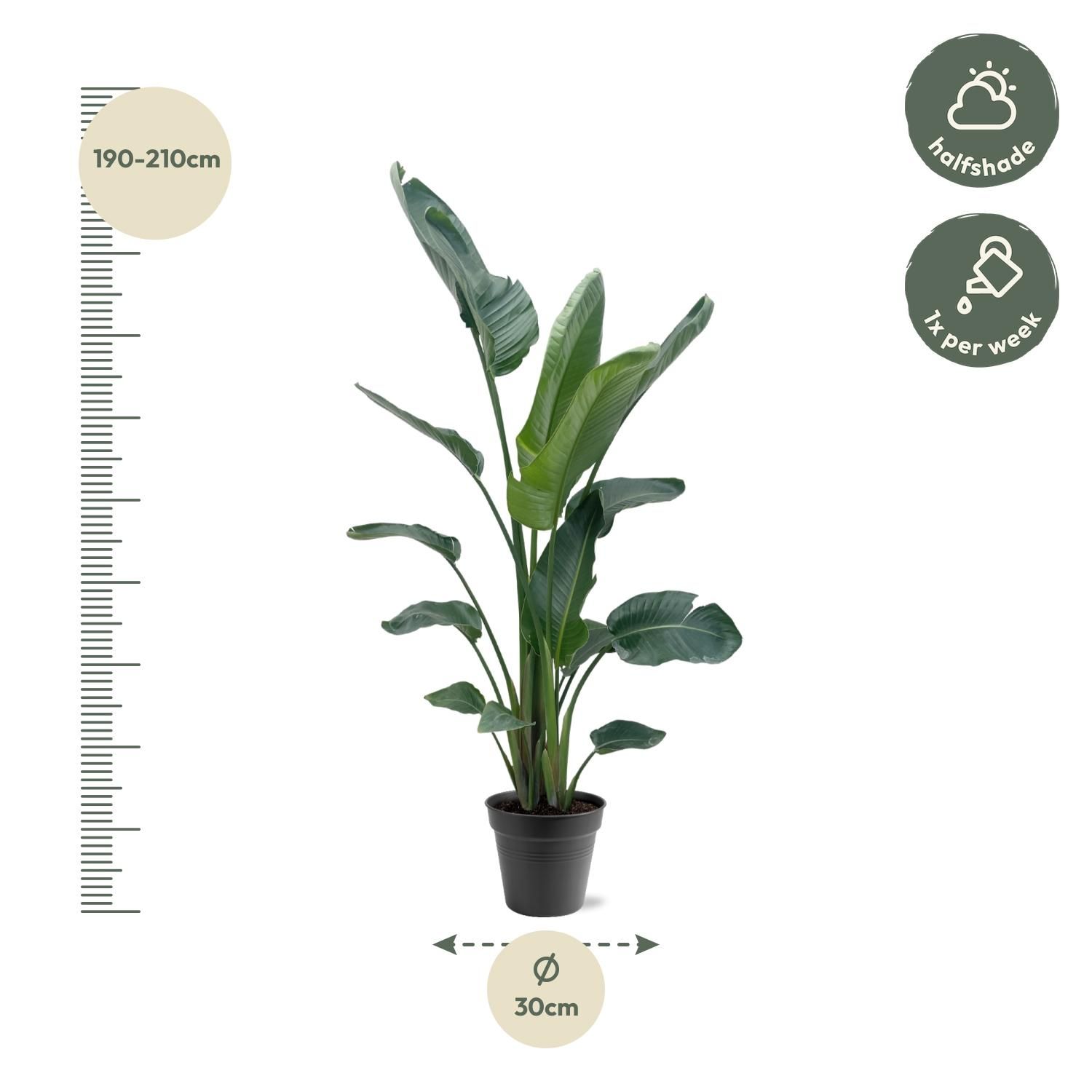 Strelitzia Nicolai XXL - 190 - 225 cm - ø27-ø30 (8721055694120)