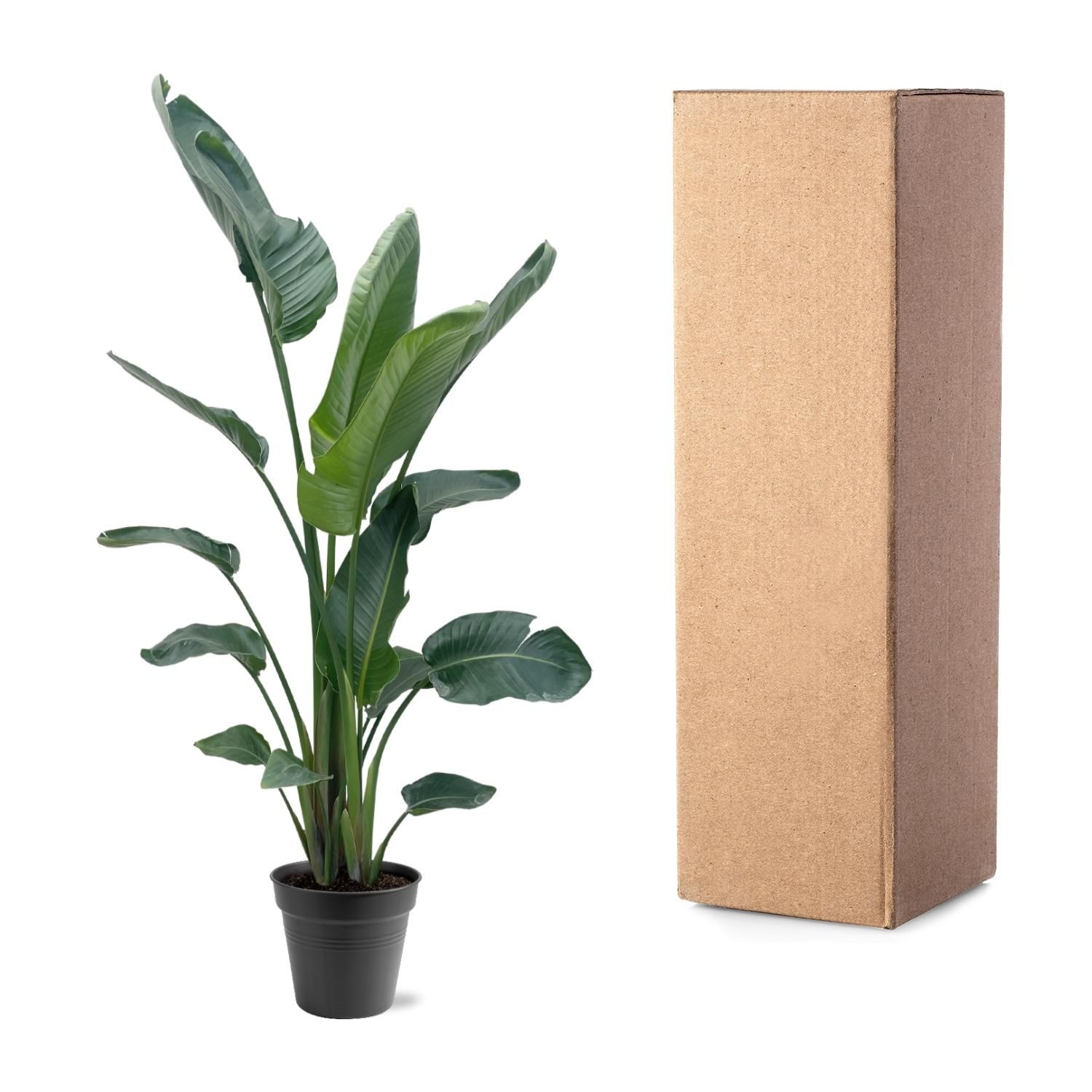Strelitzia Nicolai XXL - 190 - 225 cm - ø27-ø30 (8721055694120)