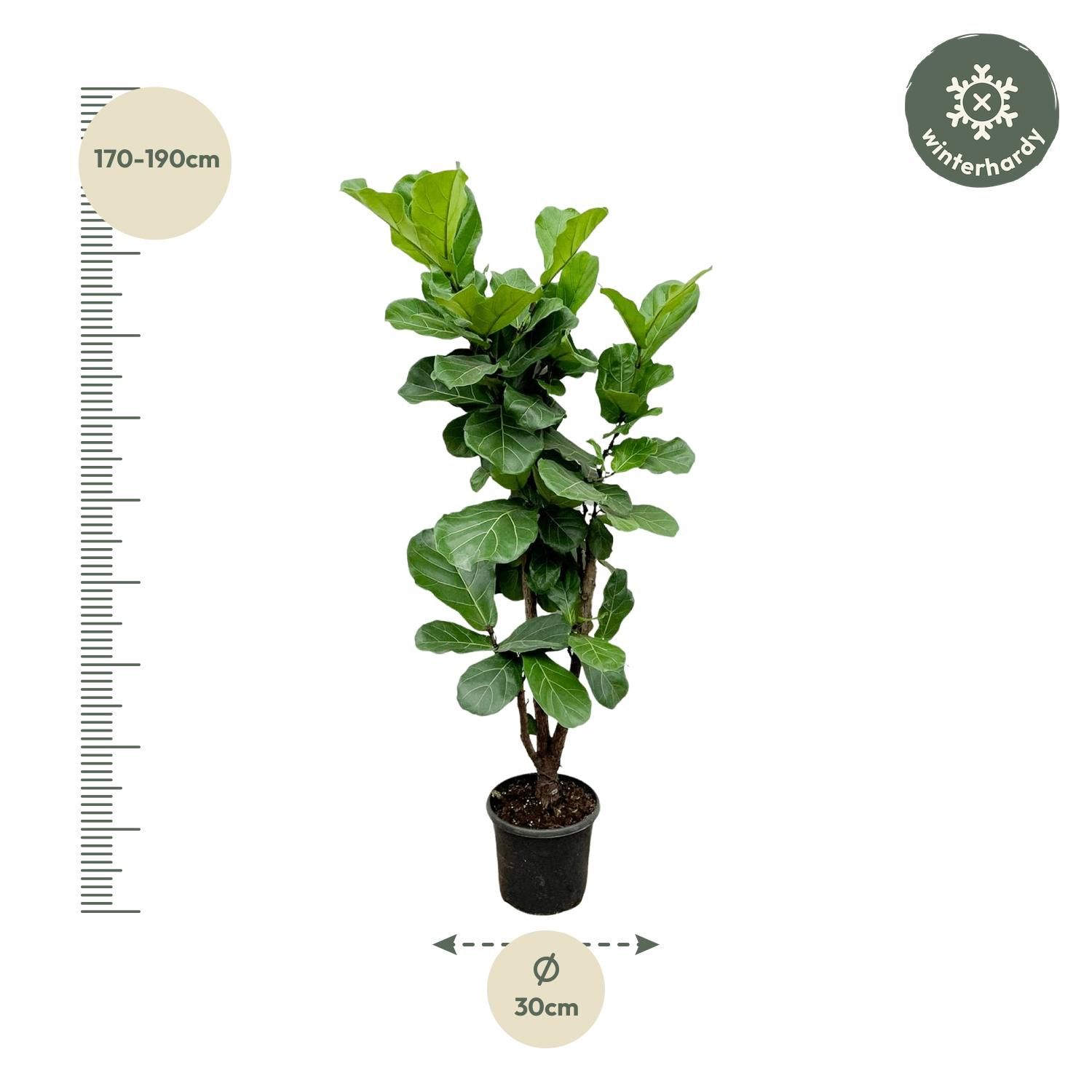 Ficus Lyrata vertakt - 180cm - ⌀32 (8721055693499)
