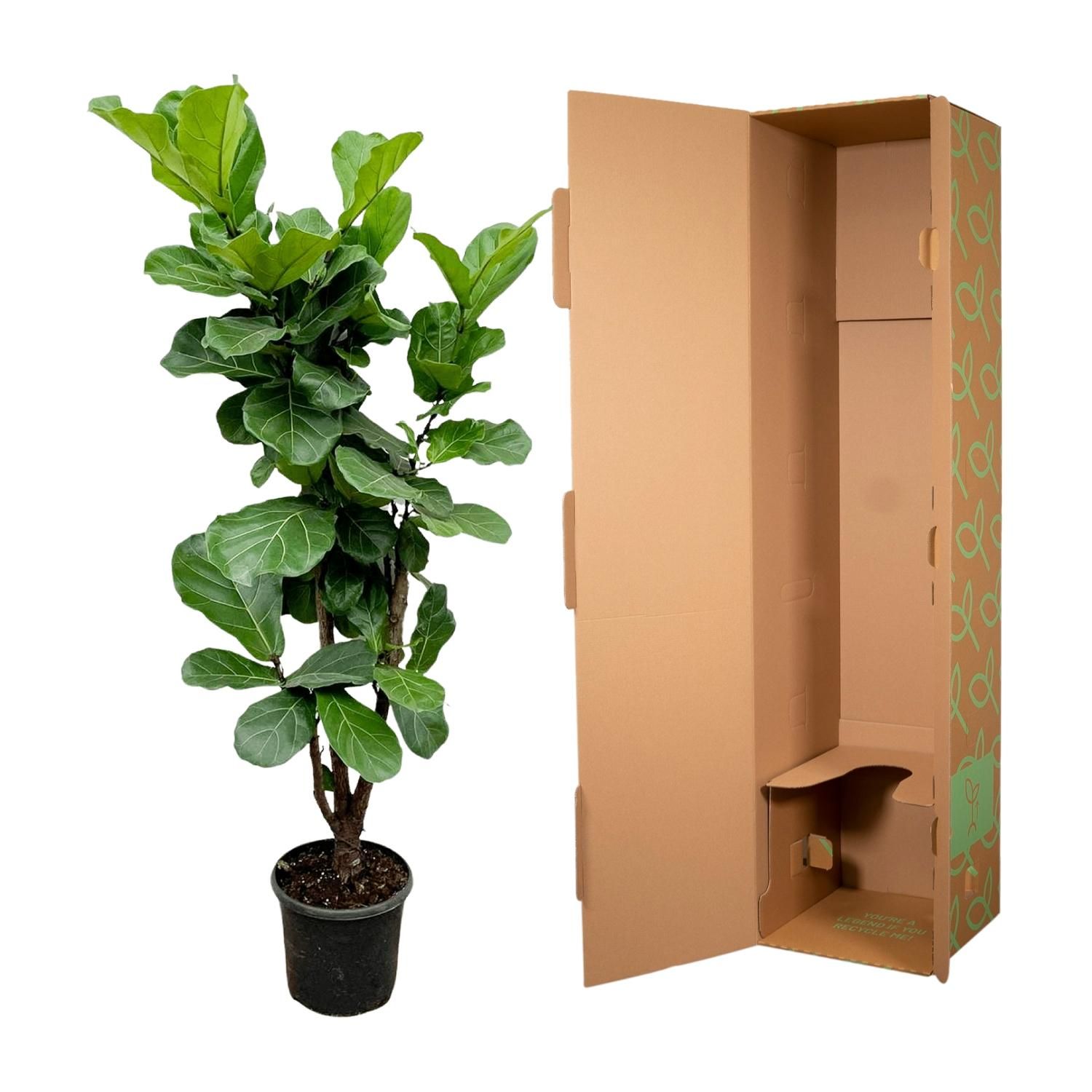 Ficus Lyrata vertakt - 180cm - ⌀32 (8721055693499)