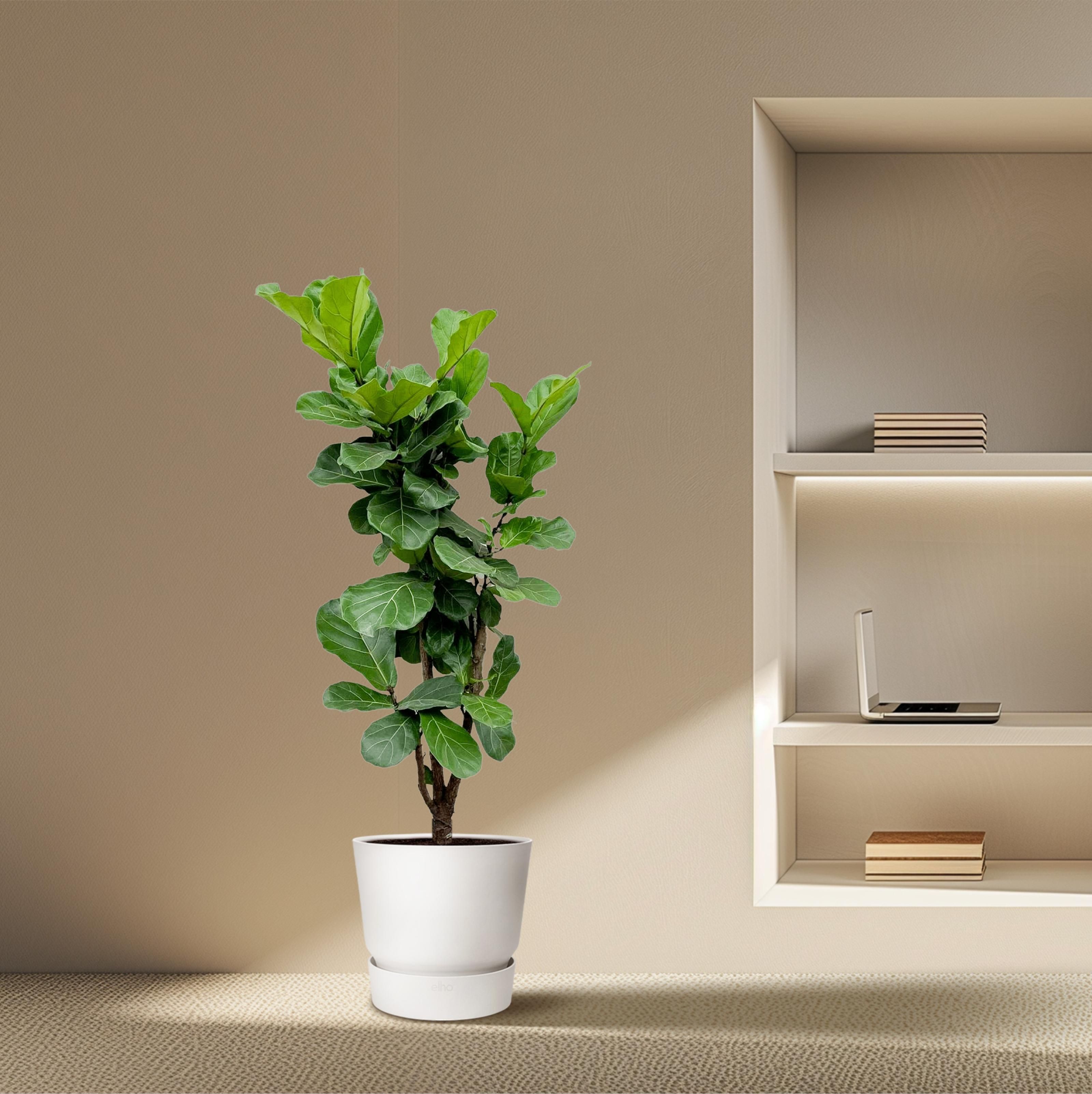 Ficus Lyrata vertakt - 180cm - ⌀32 (8721055693499)