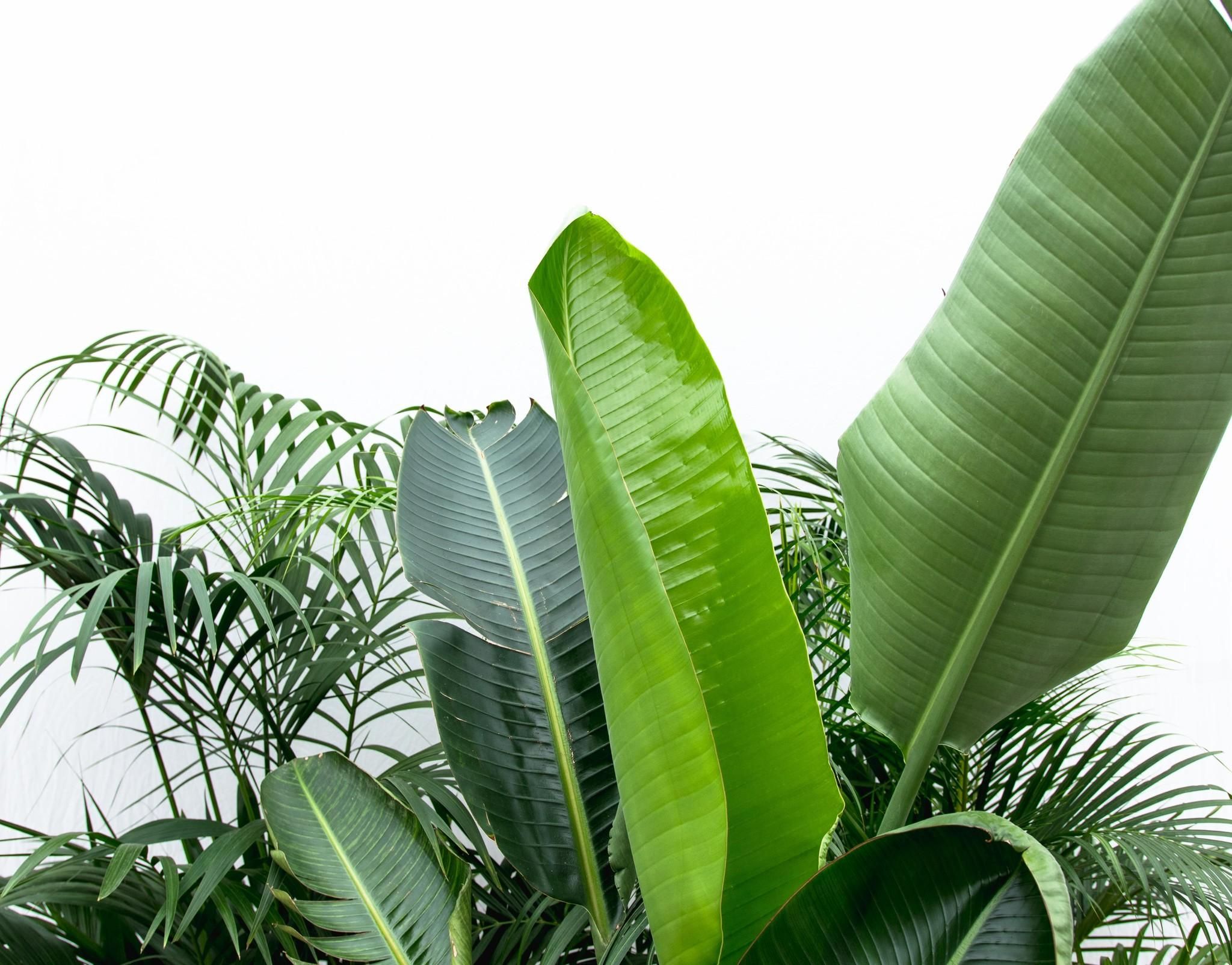 Voordeelpakket XXL - Kentia 200 cm, Strelitzia Nicolai 225 cm, Areca 200 cm (14137)