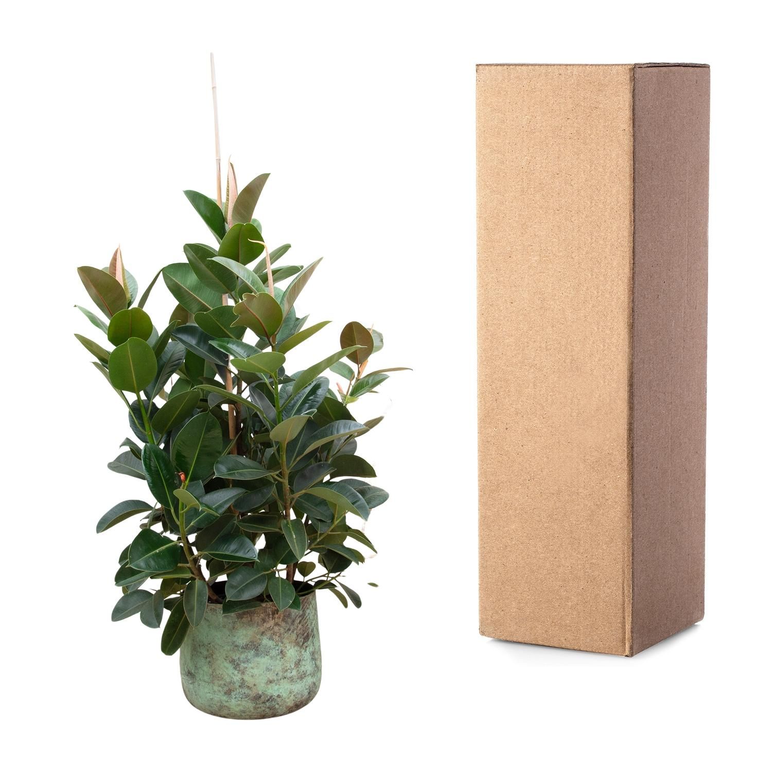 Ficus Robusta vertakt - 150 cm - ø38 (8721055693529)
