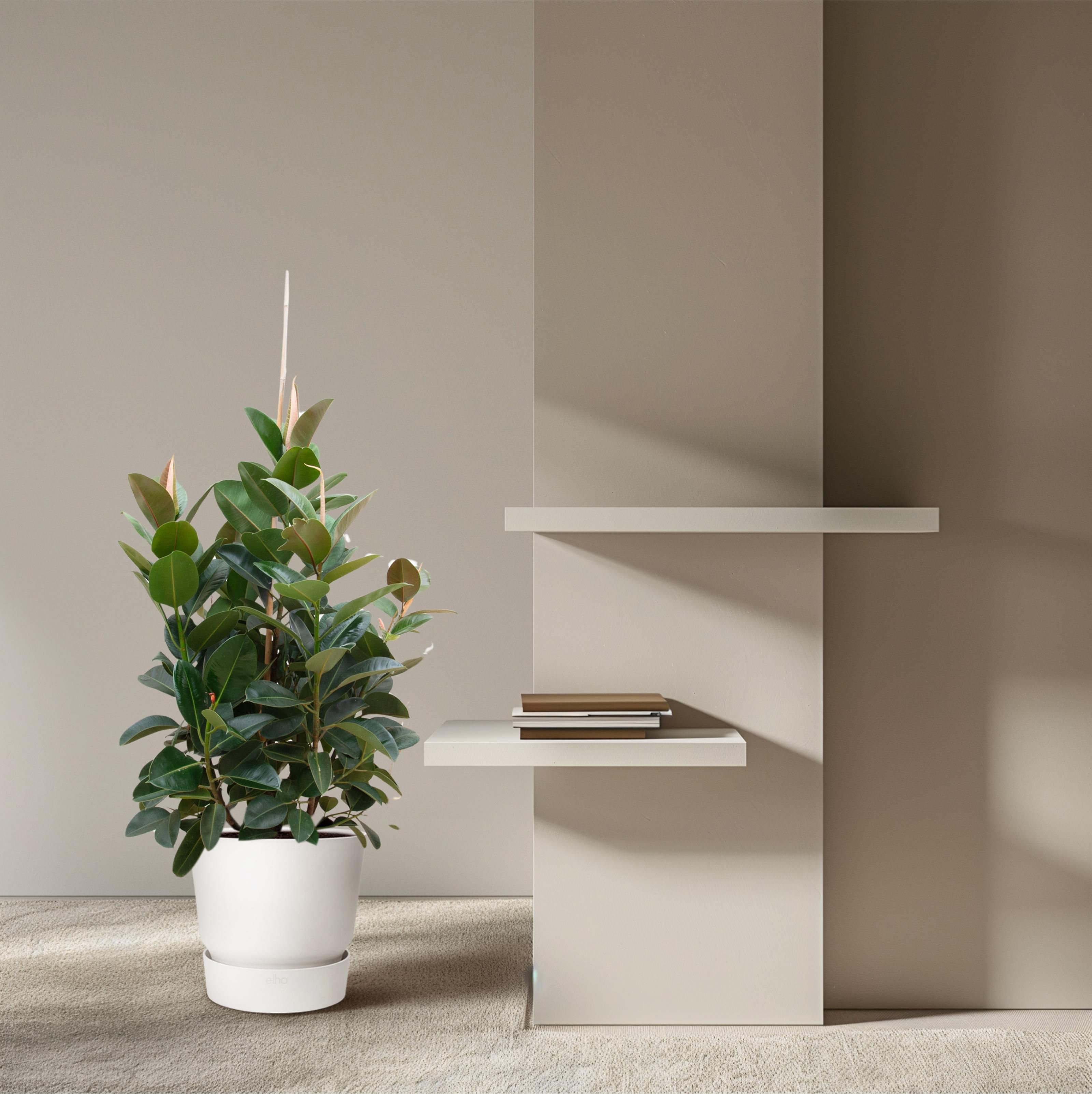Ficus Robusta vertakt - 150 cm - ø38 (8721055693529)