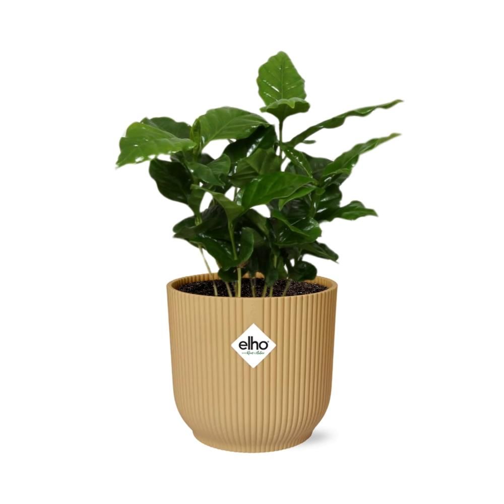 Coffea Arabica in ELHO Vibes Fold 14cm geel (21691)