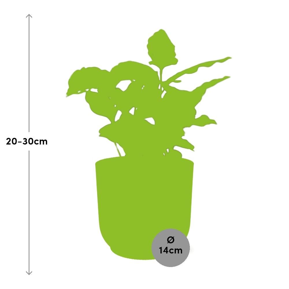 Coffea Arabica in ELHO Vibes Fold 14cm geel (21691)