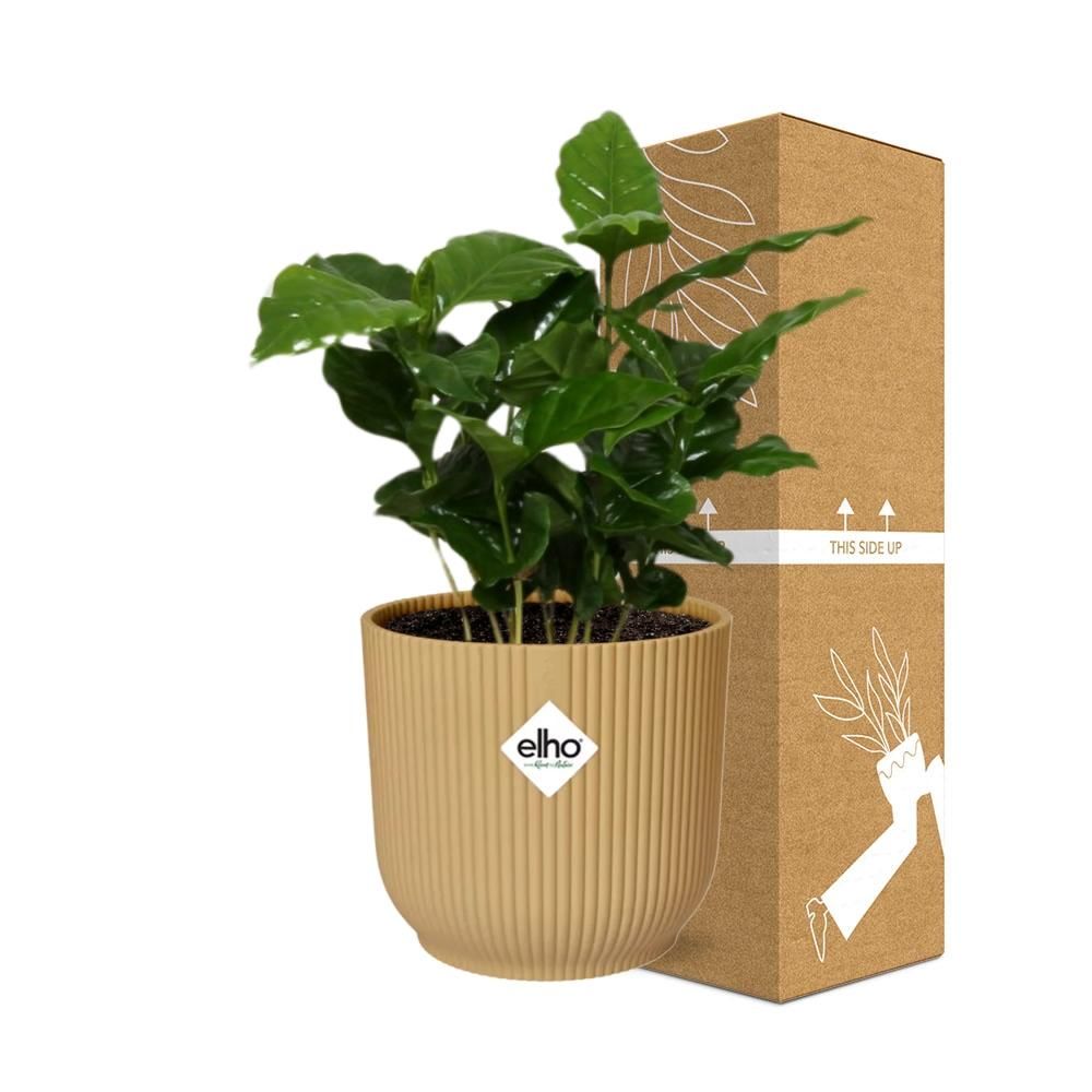Coffea Arabica in ELHO Vibes Fold 14cm geel (21691)