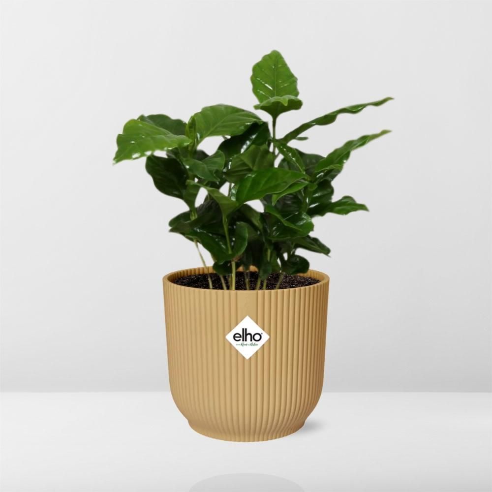 Coffea Arabica in ELHO Vibes Fold 14cm geel (21691)