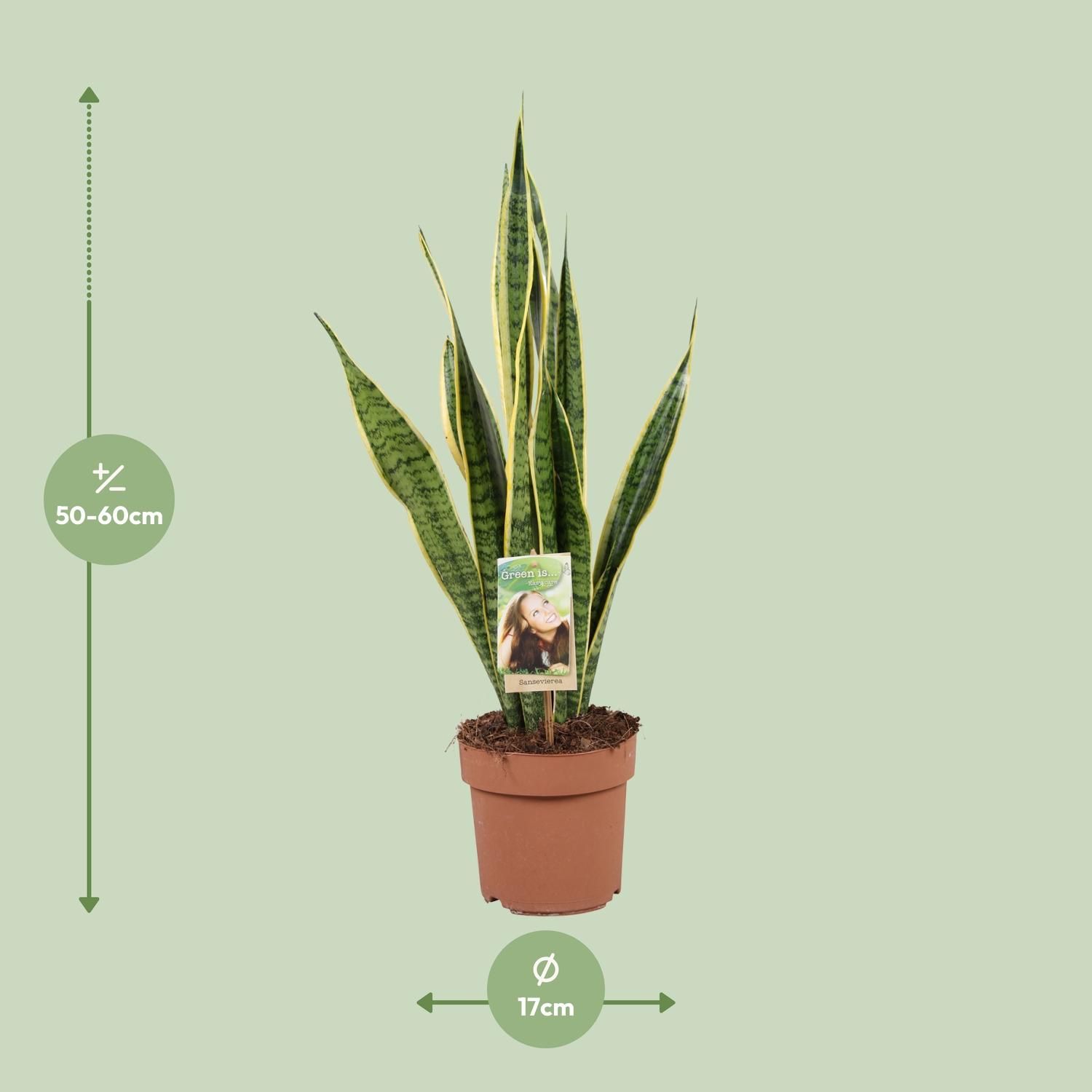 Sansevieria Trifasciata Laurentii (9697)